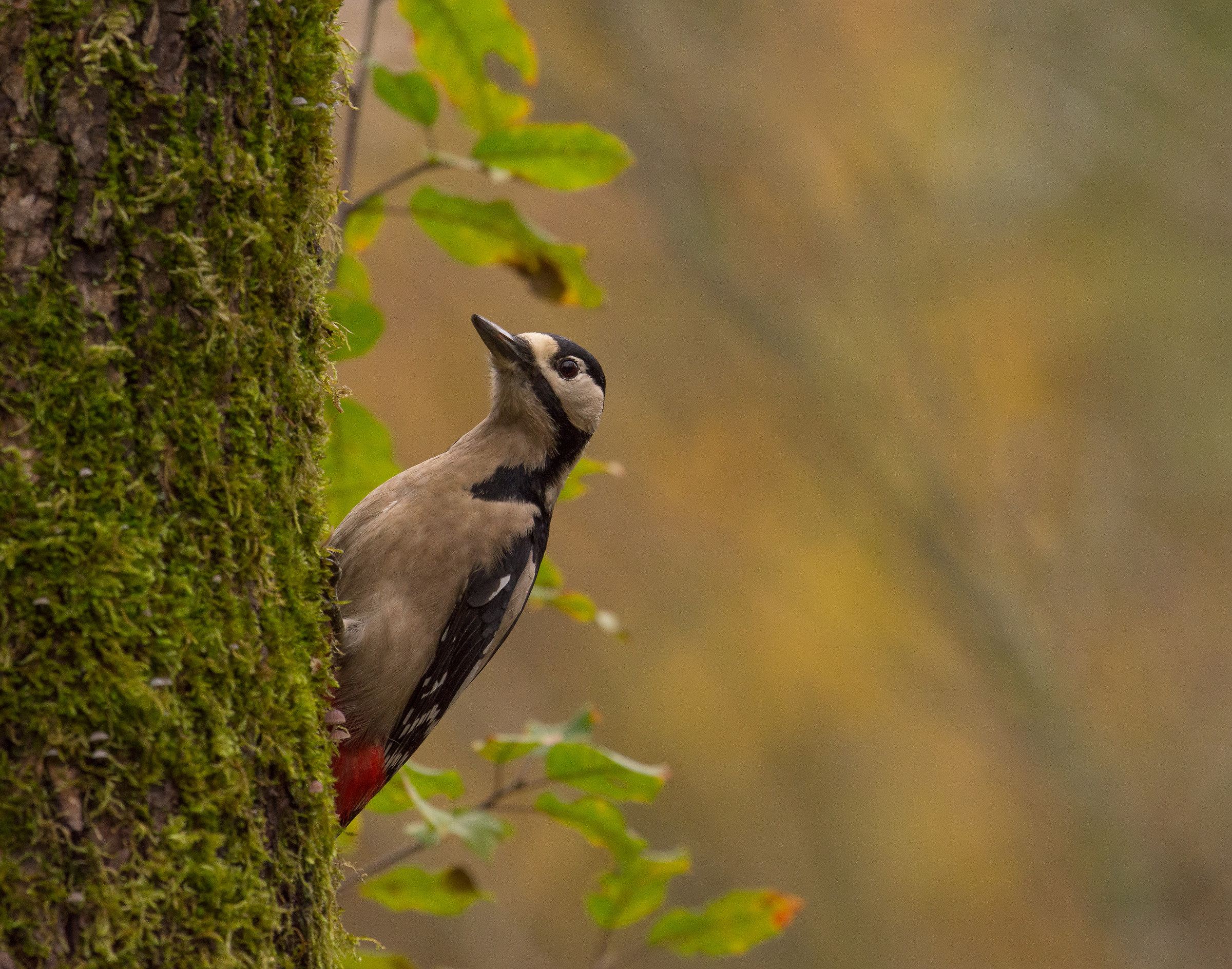 Hi .... do not you go?