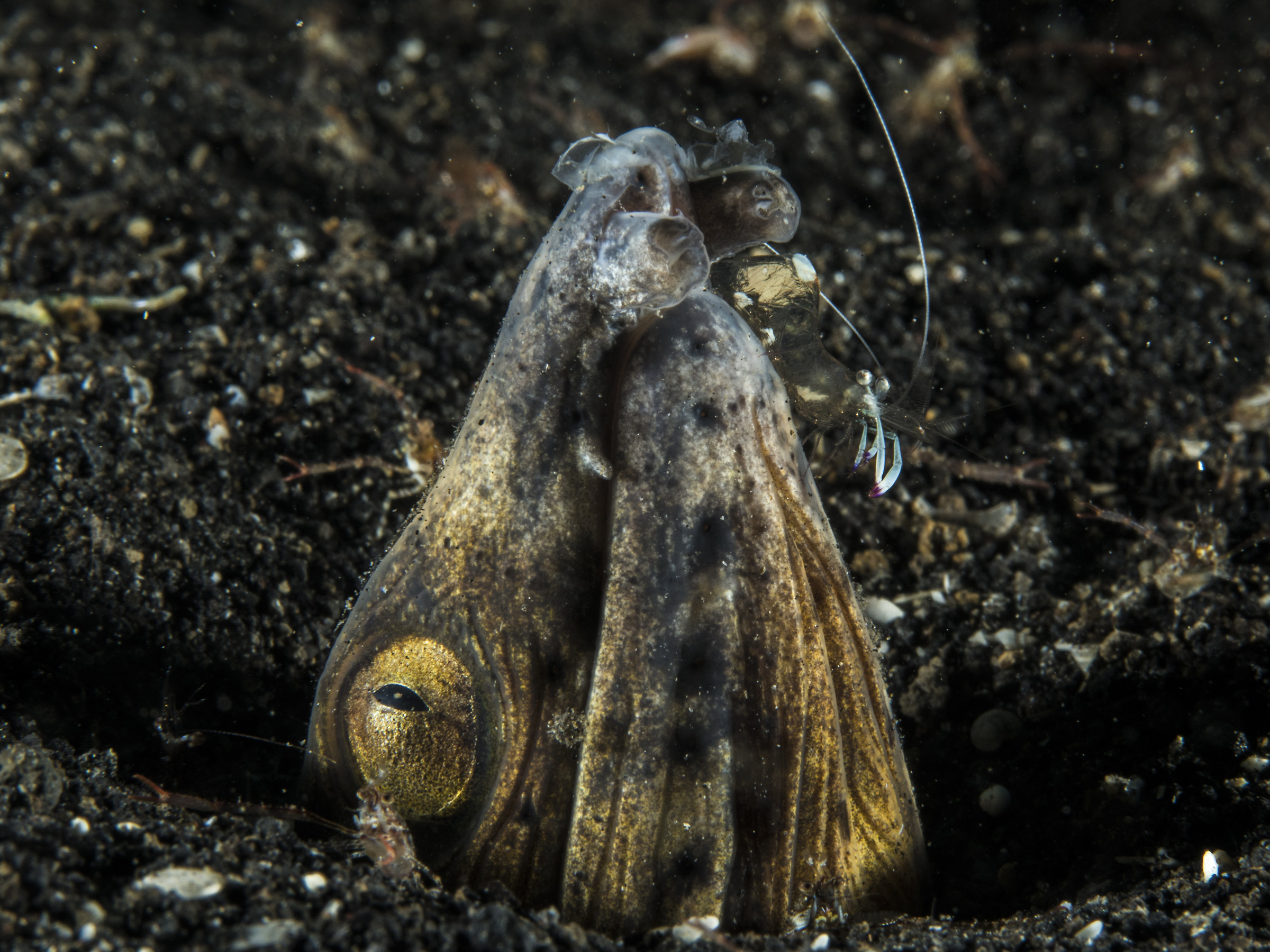 Ophichthus altipennis