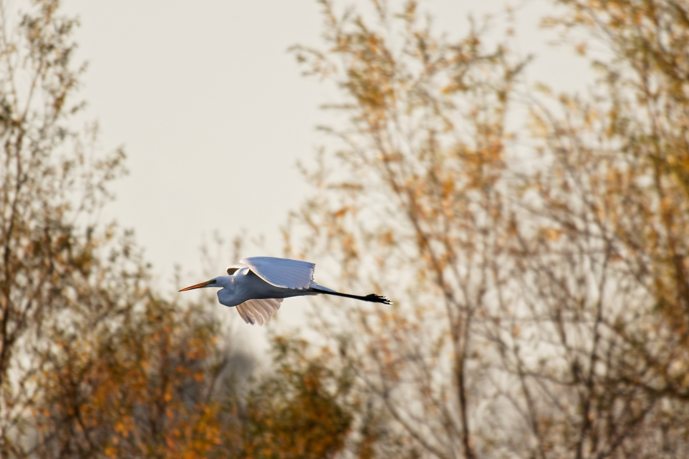 White Heron