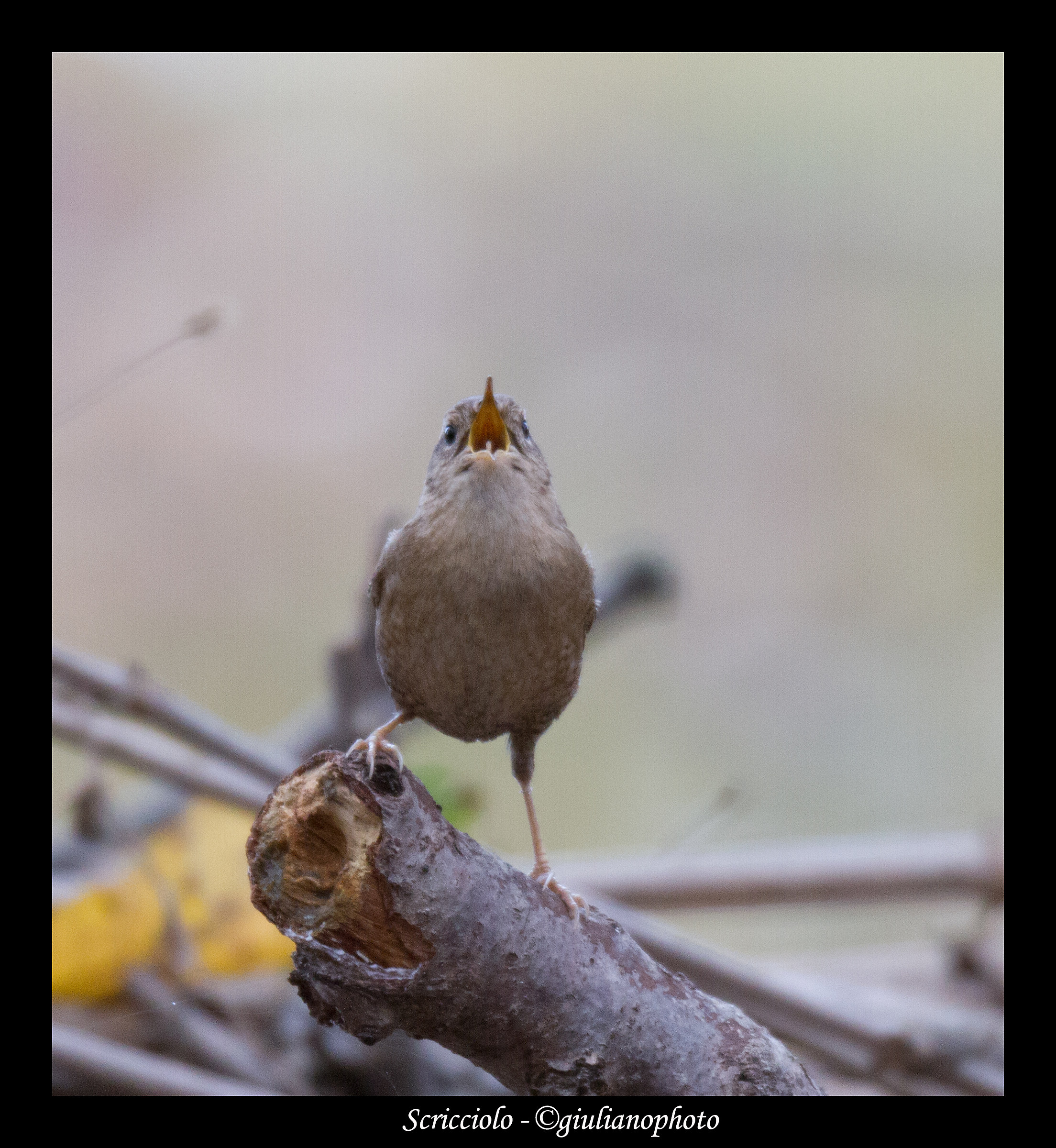 Vinceroooooooooooooooo .....