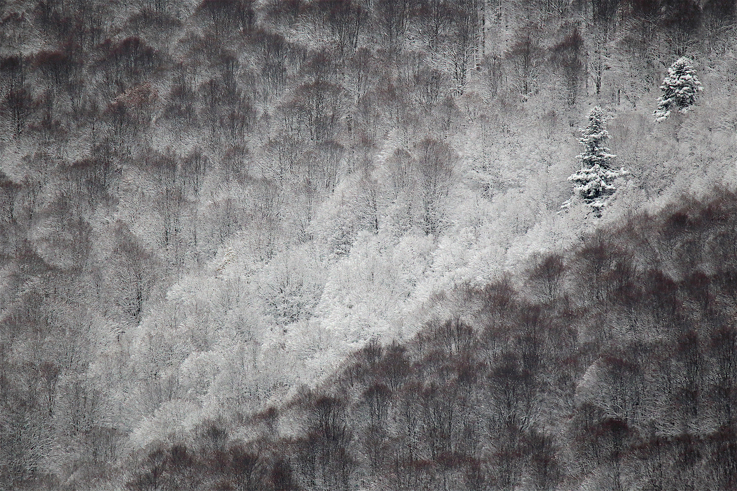 Yesterday in Cansiglio ....