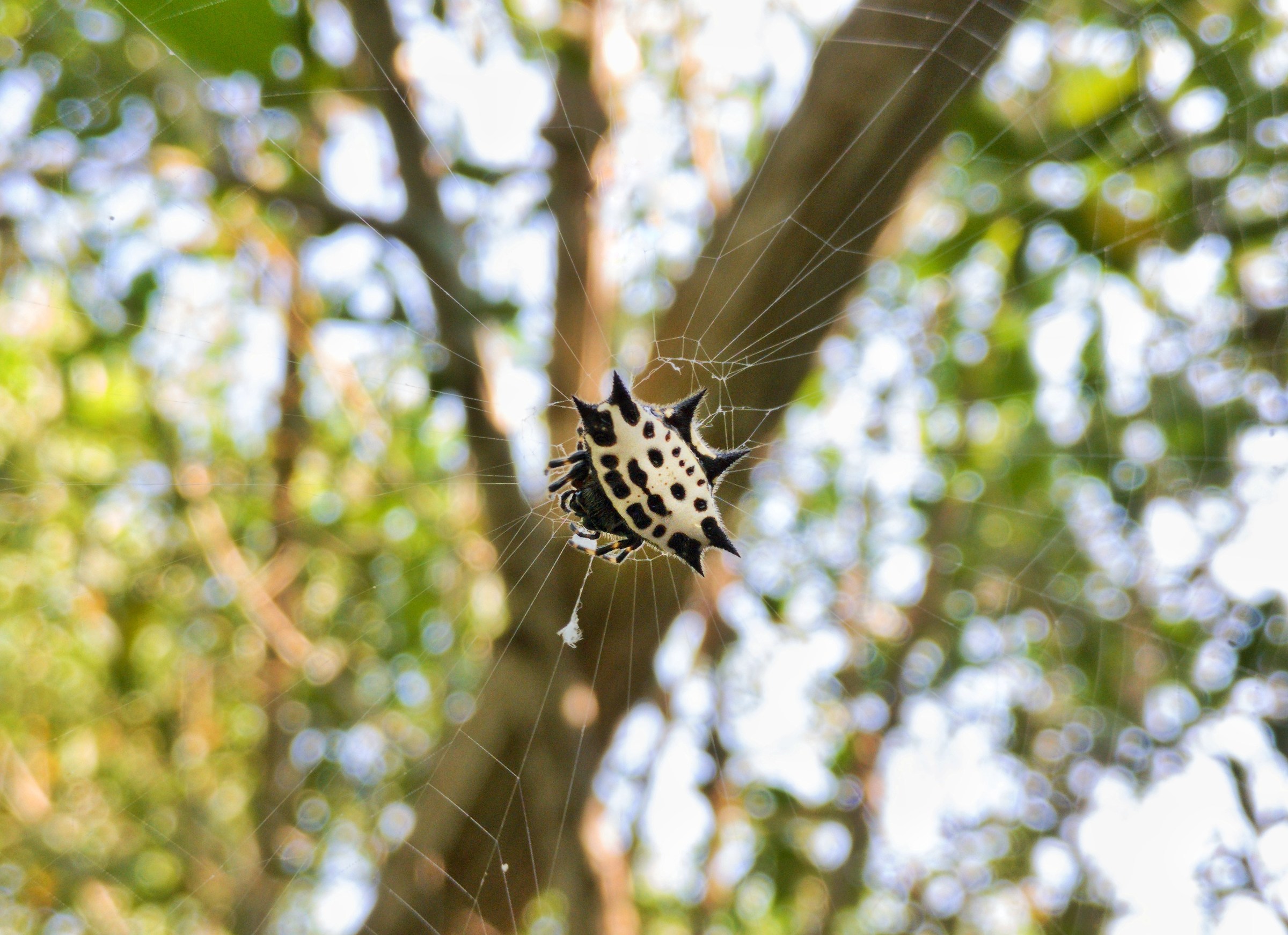 Gasteracantha sp.