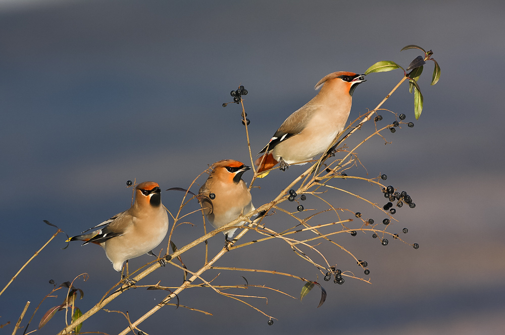 Bohemian waxwing (Bombycilla garrulus)