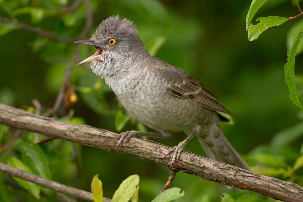 barile (Sylvia nisoria)