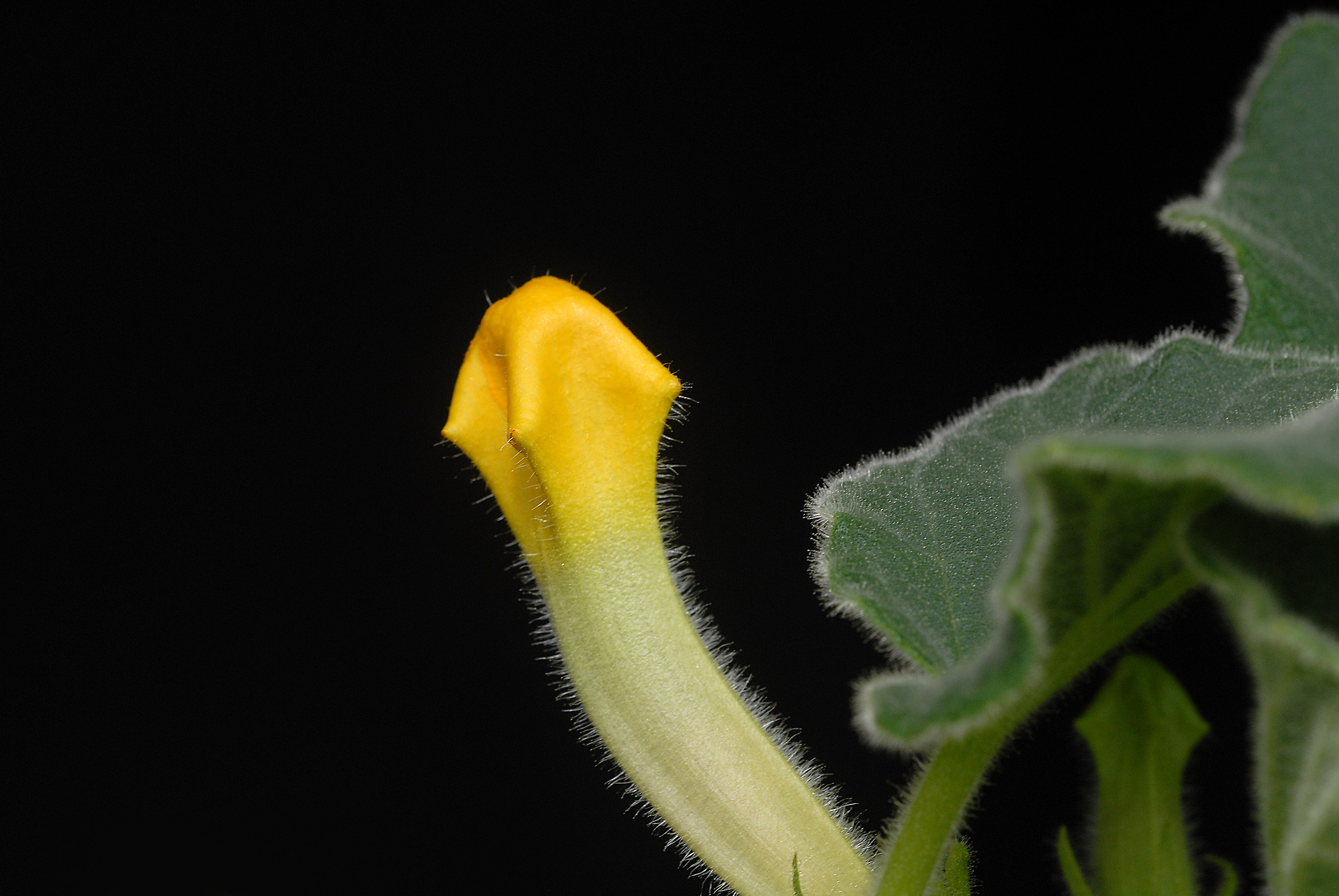 Uncarina roeoesiliana