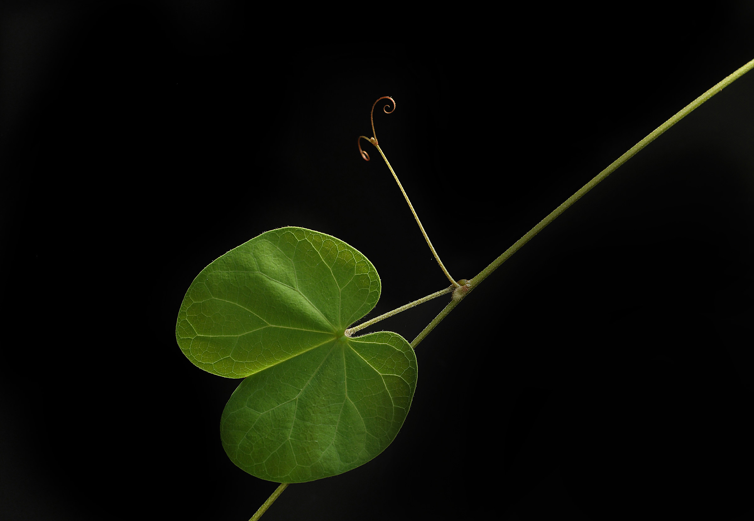 Fat also has the leaves