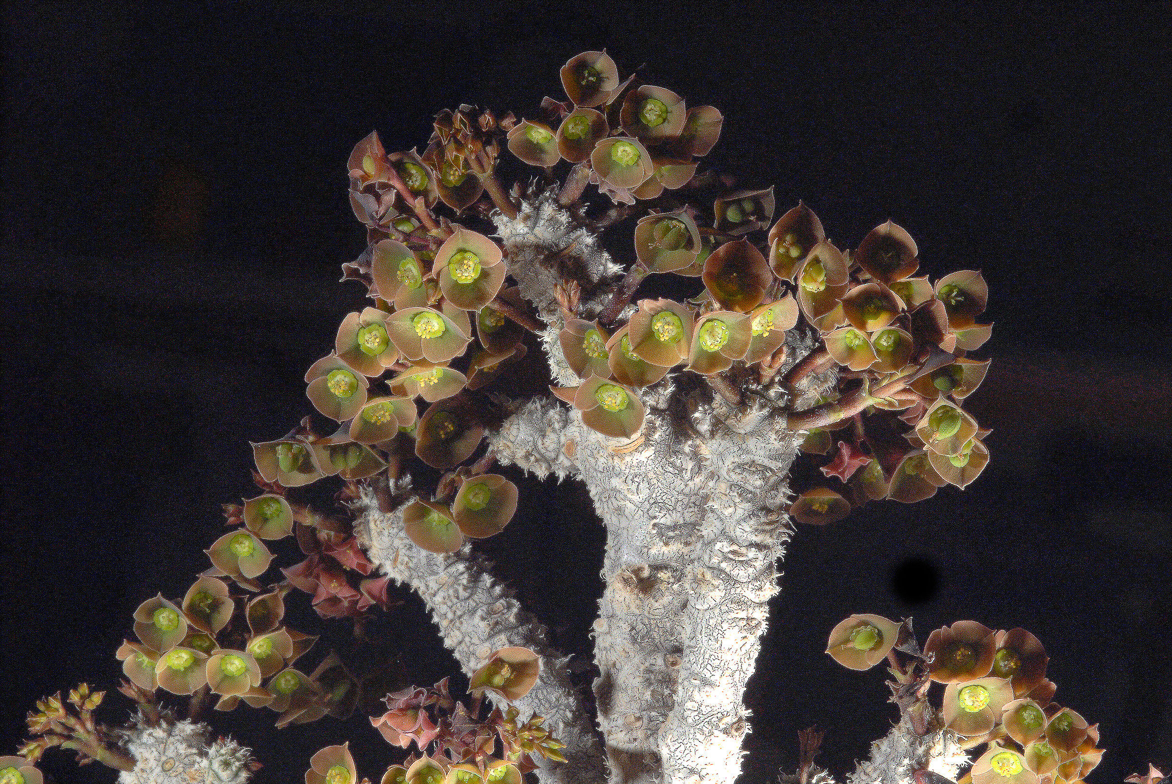Euphorbia capsaintmariensis