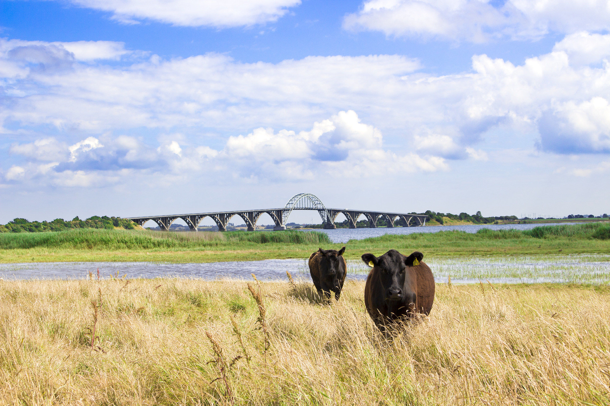 Dronning Alexandrines Bro