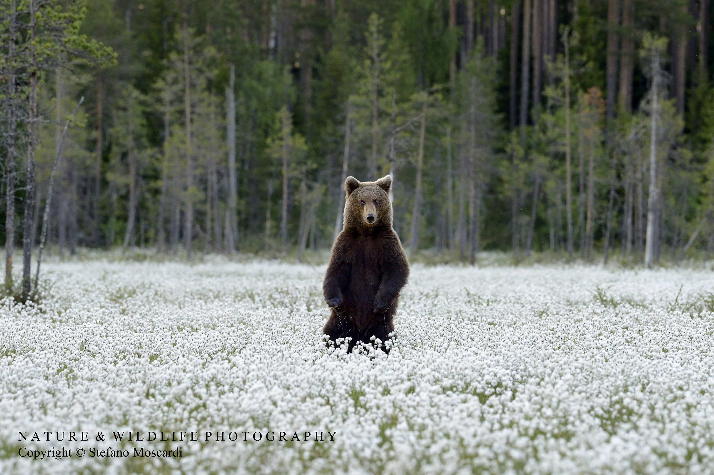 Brown bear - Kuhmo (Finland)