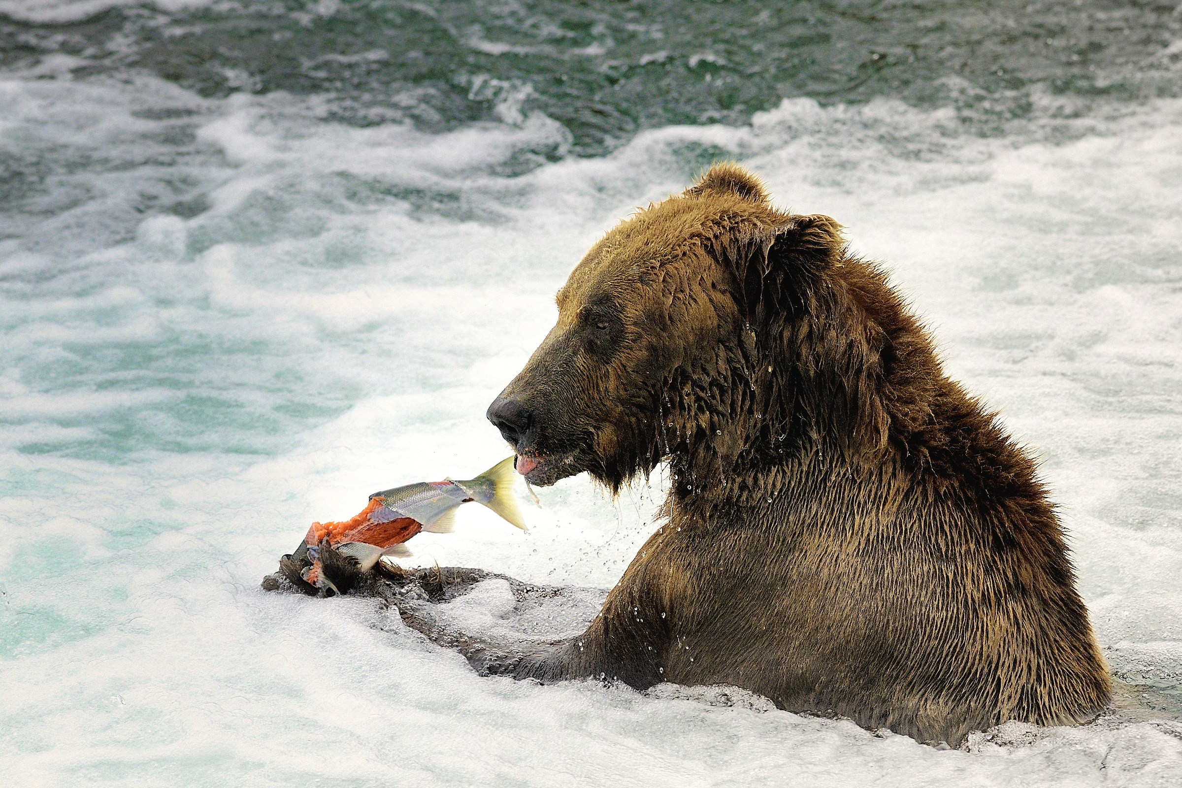Brown bear - Katmai (Alaska)
