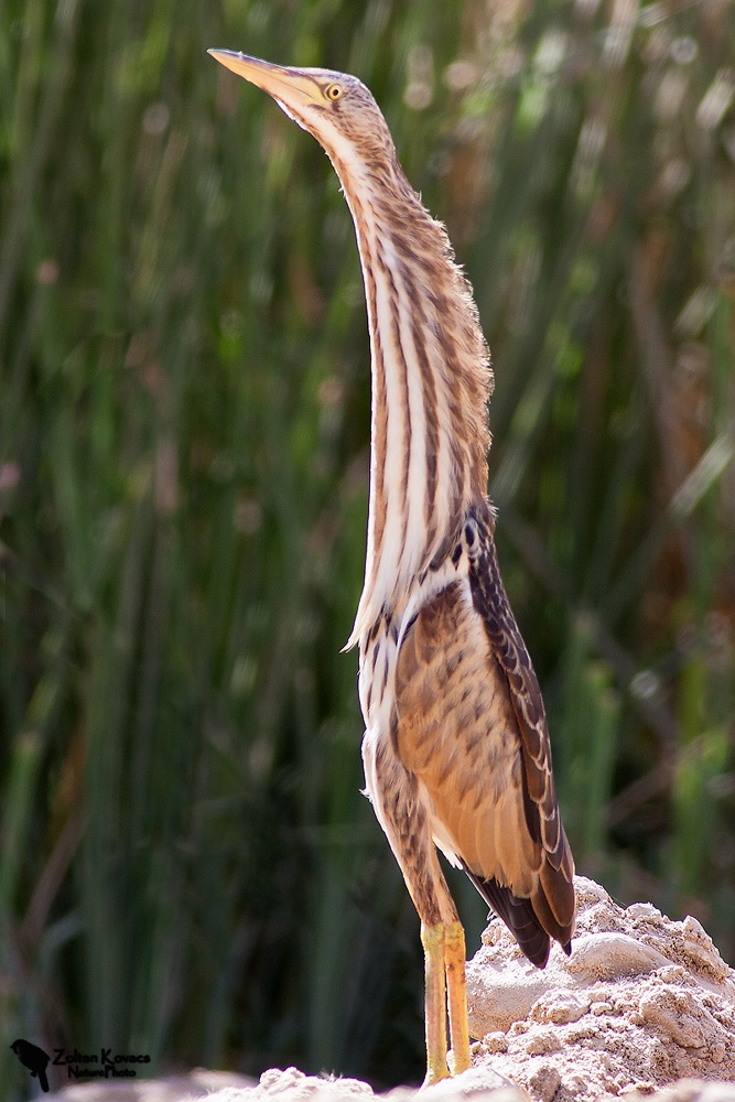 Tarabusino (Ixobrychus minutus)