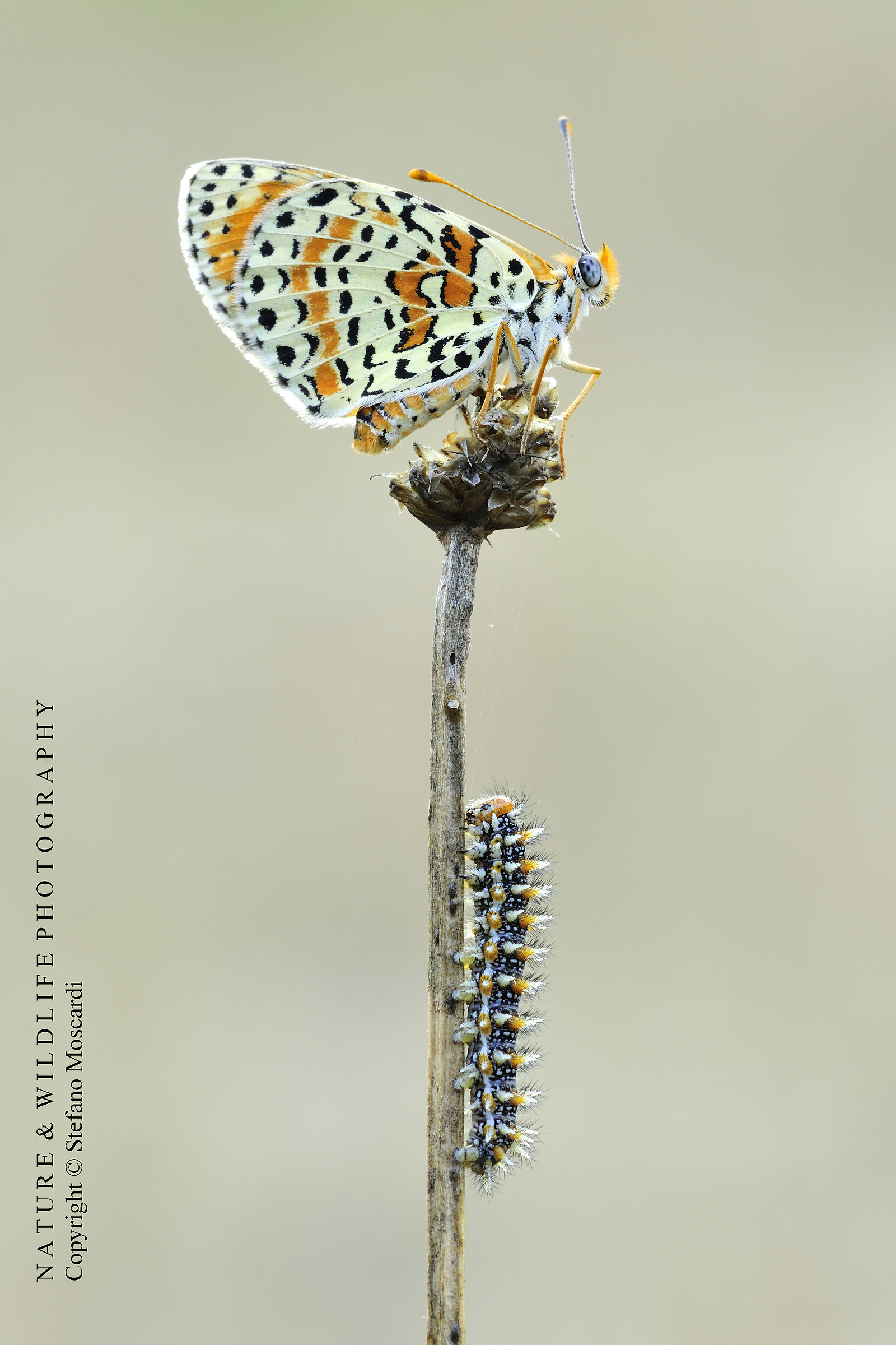 Melitaea didyma and its caterpillar - Legri (Italy)