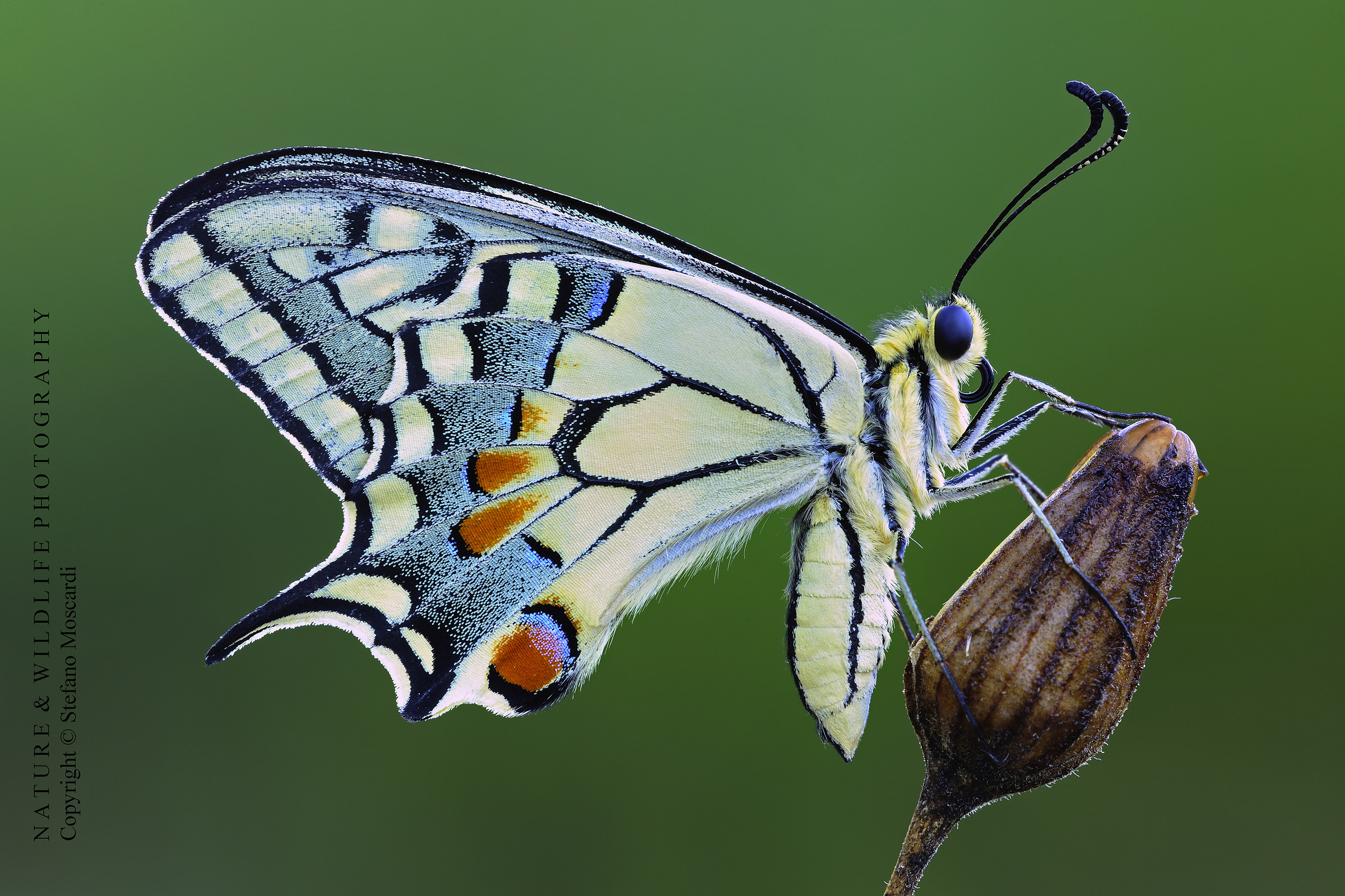 Papilio machaon (Paterno)