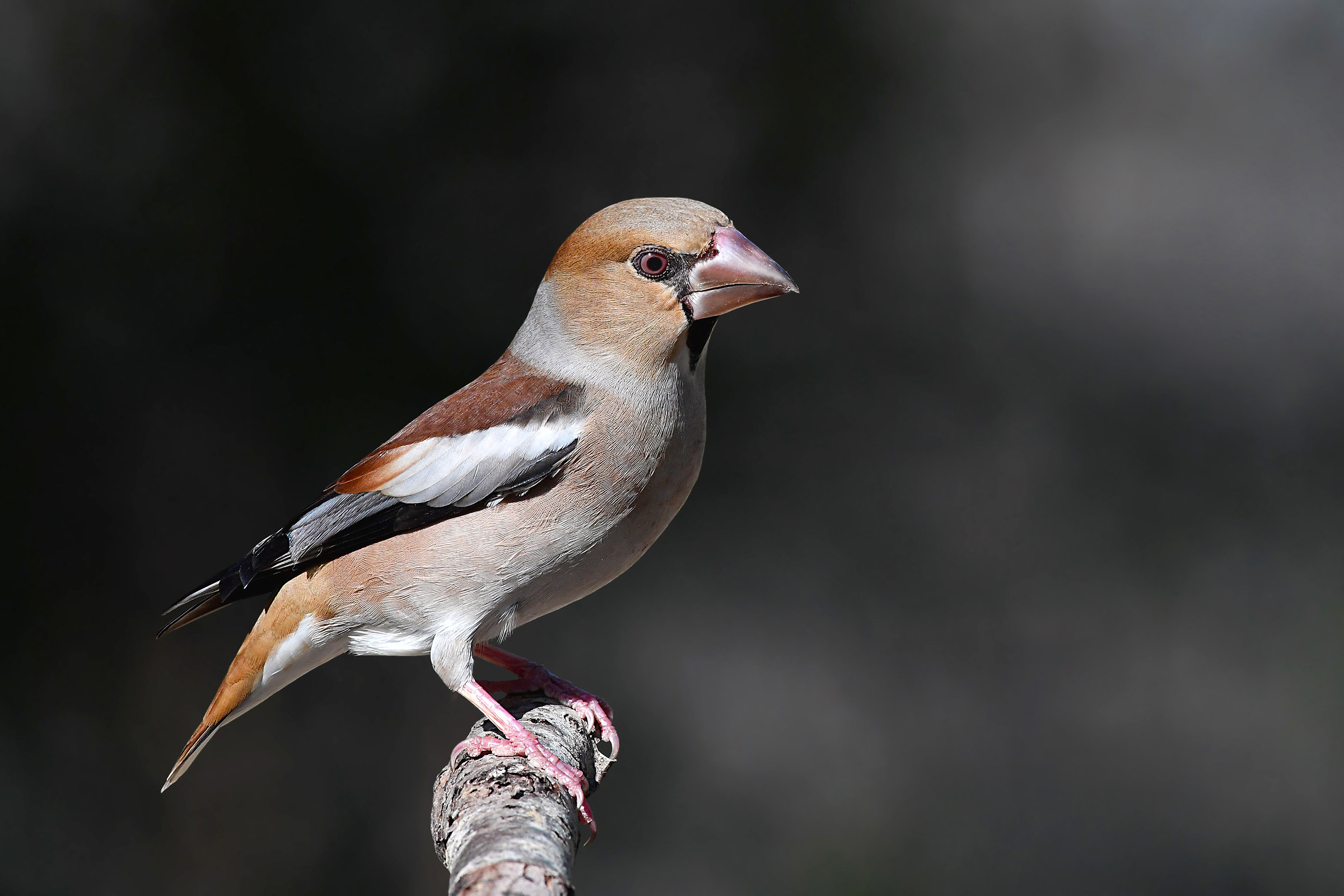 Storie di piume   8   ( Frosone )