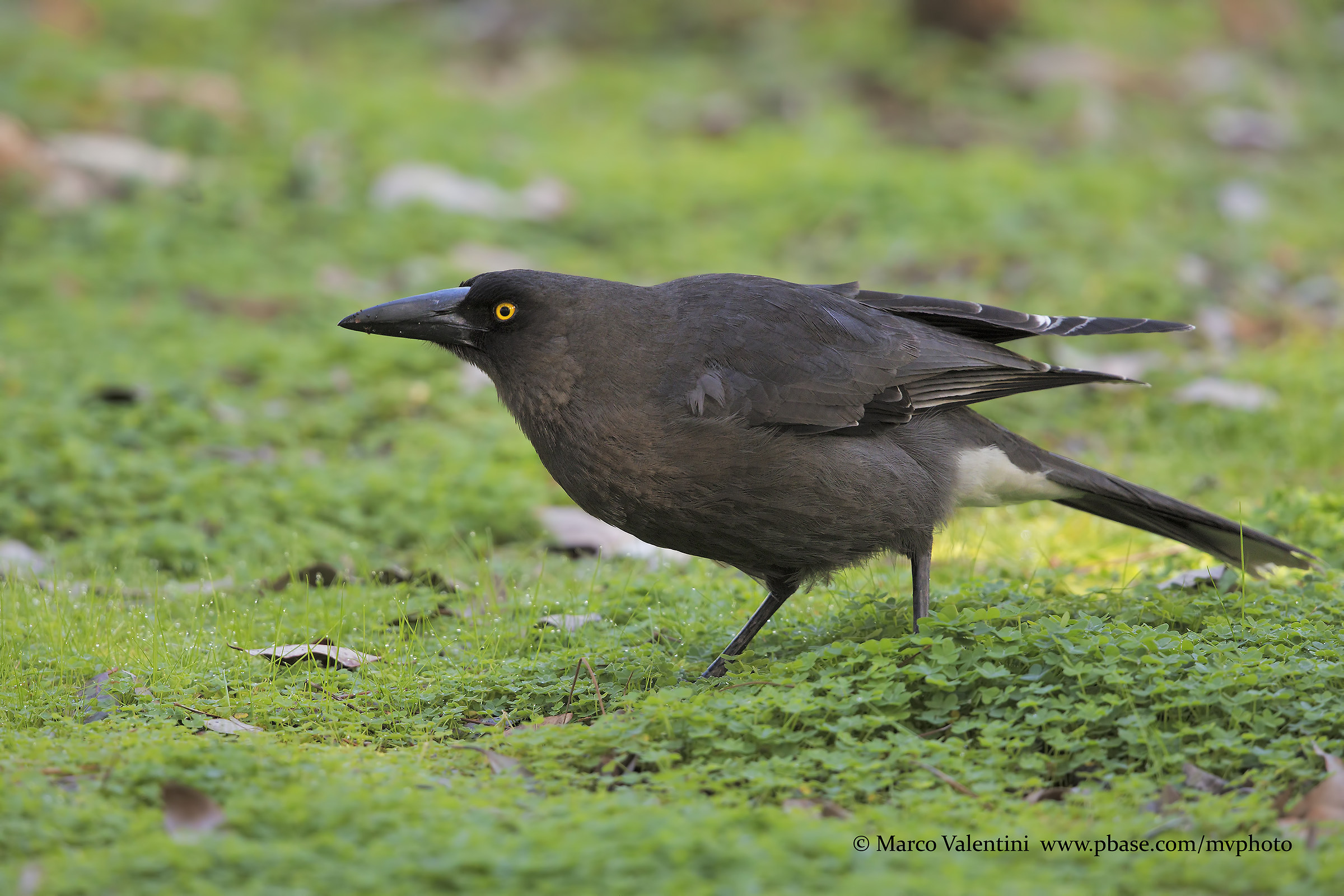Currawong gray