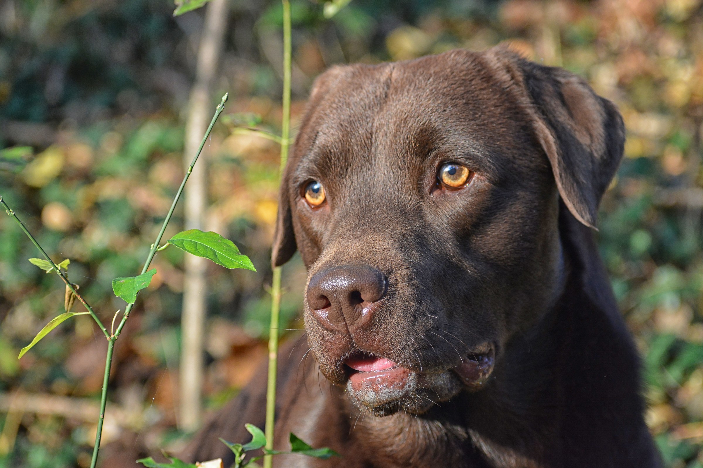 Il mio labrador marrone