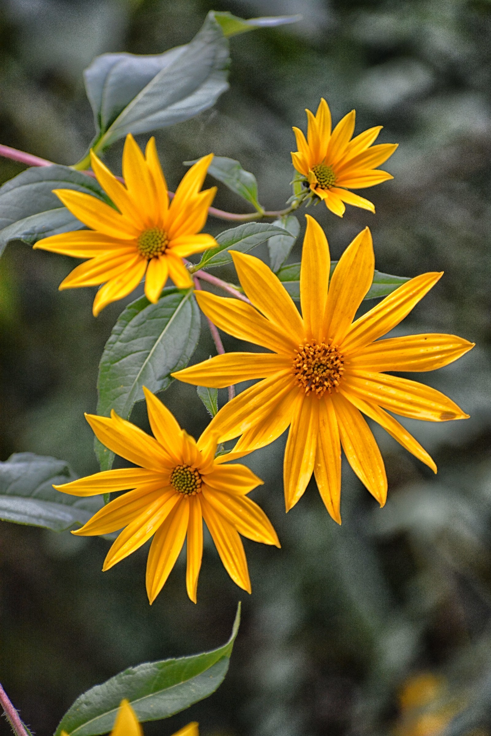 yellow flowers