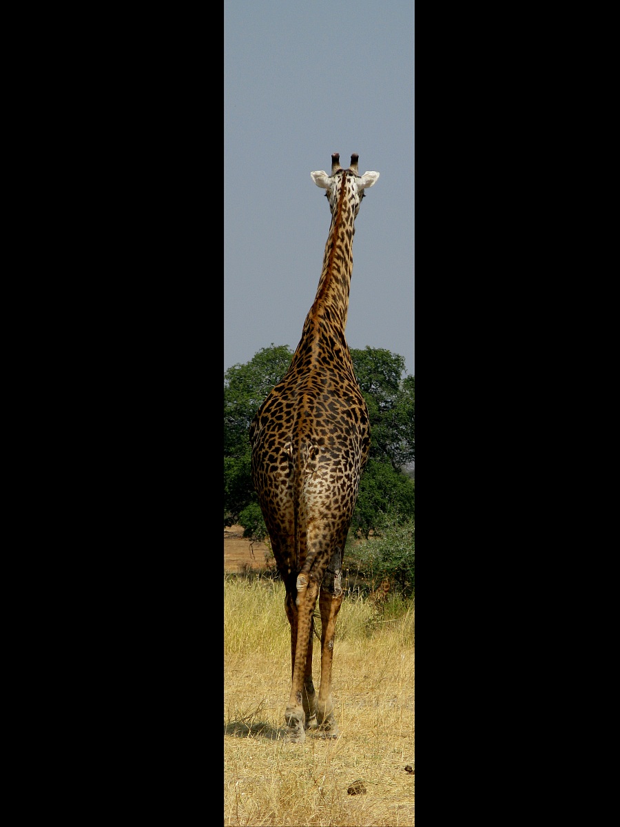 Giraffa - Tanzania