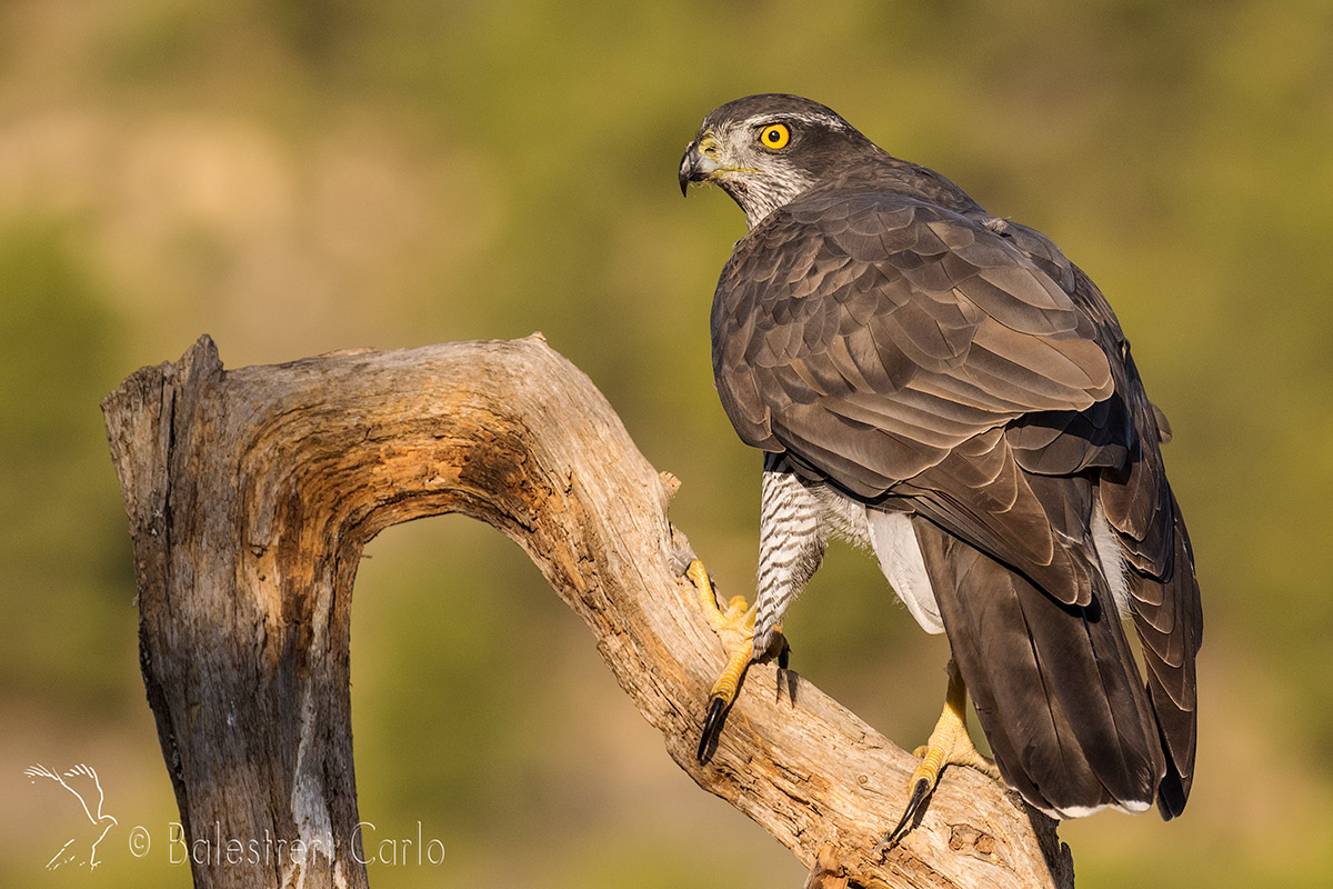 goshawk