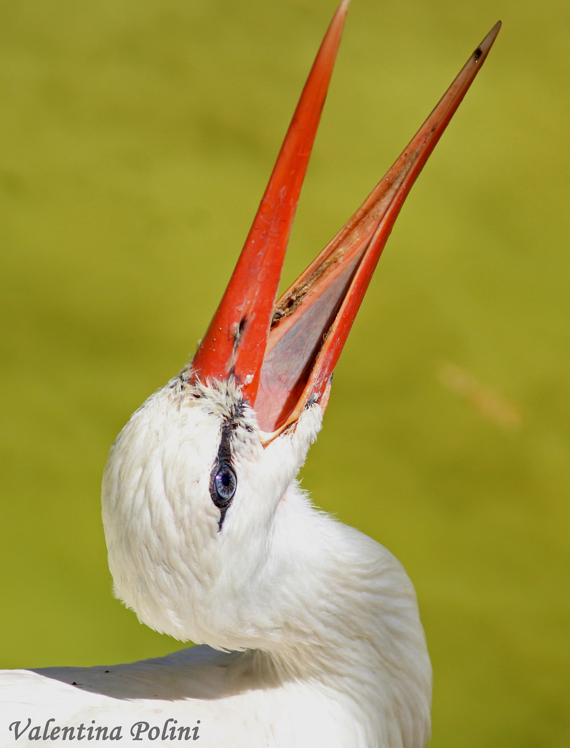 Stork