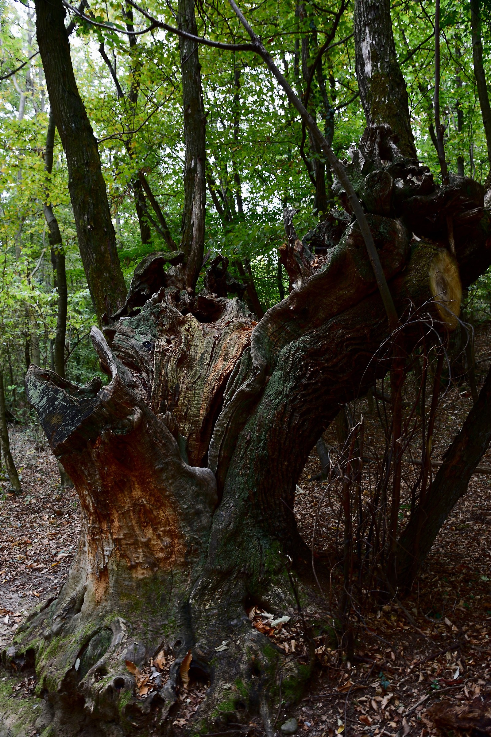 I saw a gnome slip into the trunk