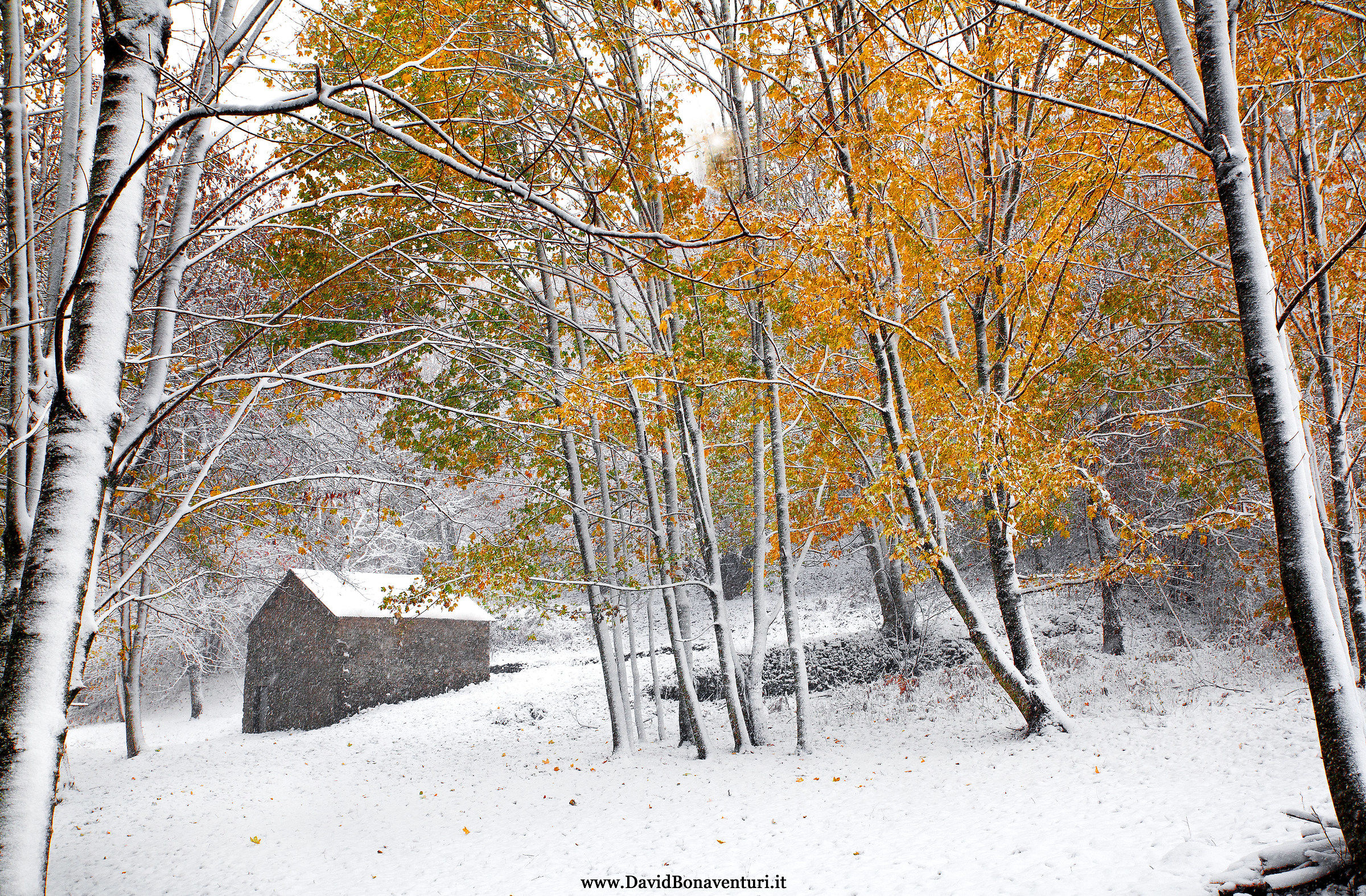 Snow autumn colors