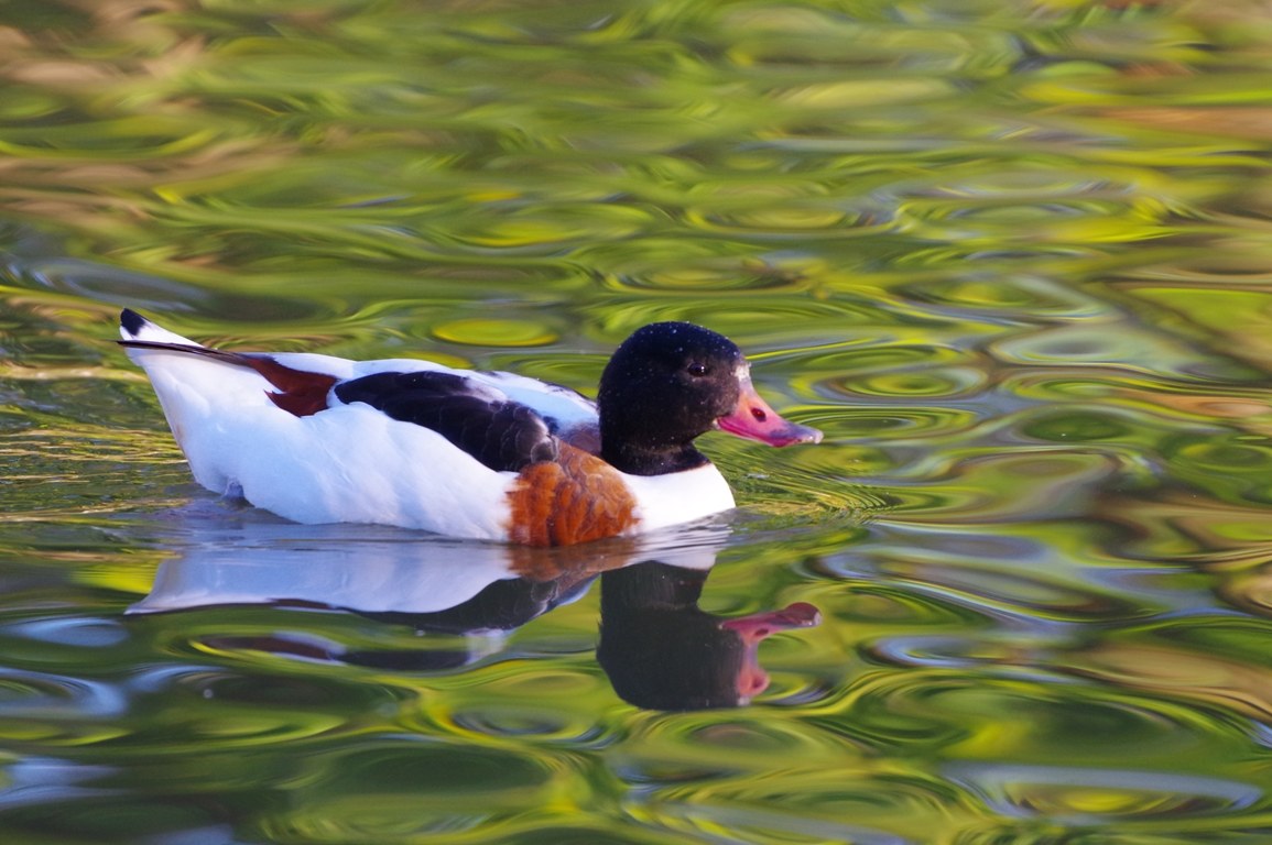 Volpoca m. (Tadorna tadorna)