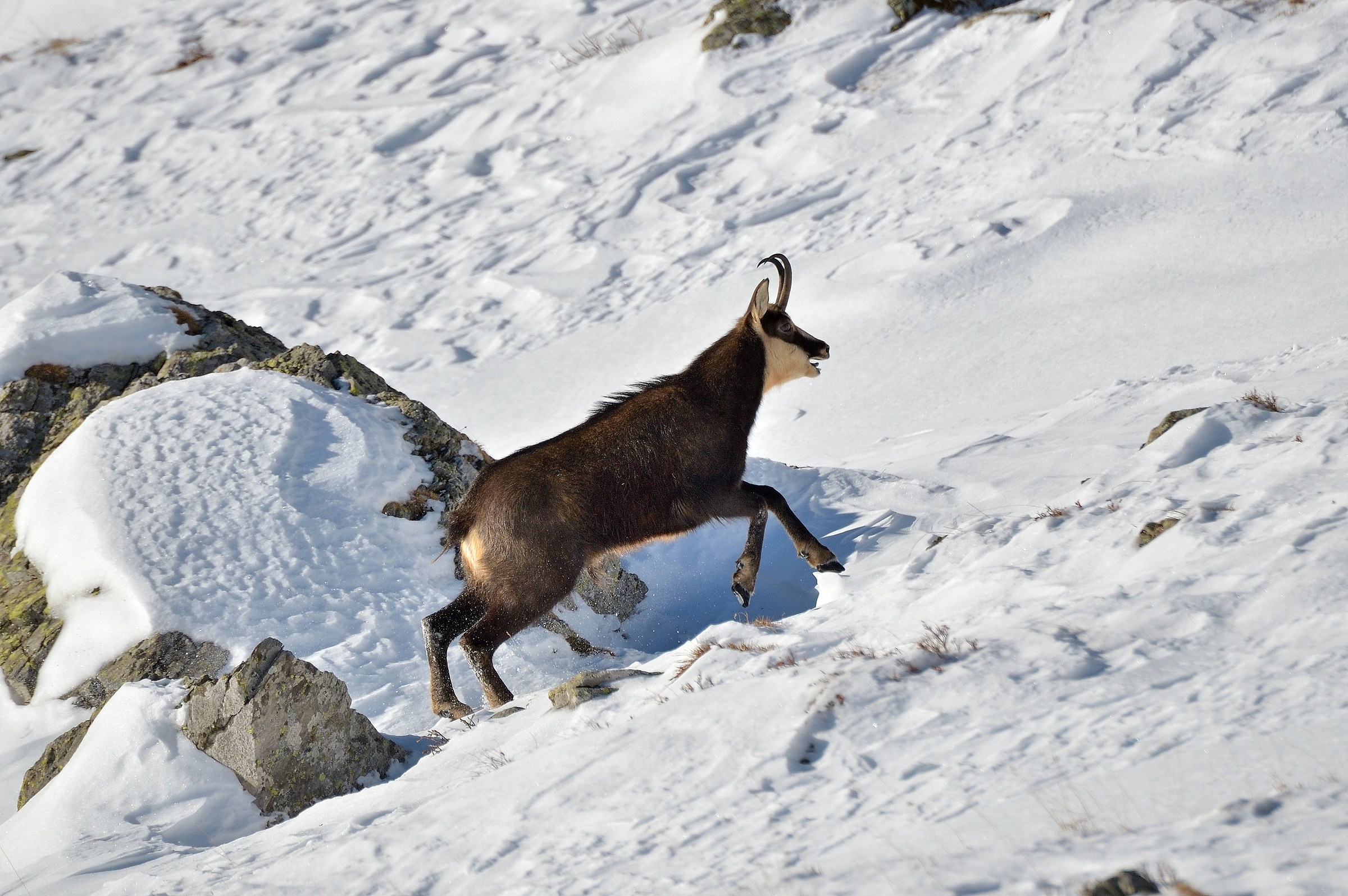 Chamois in the period of loves