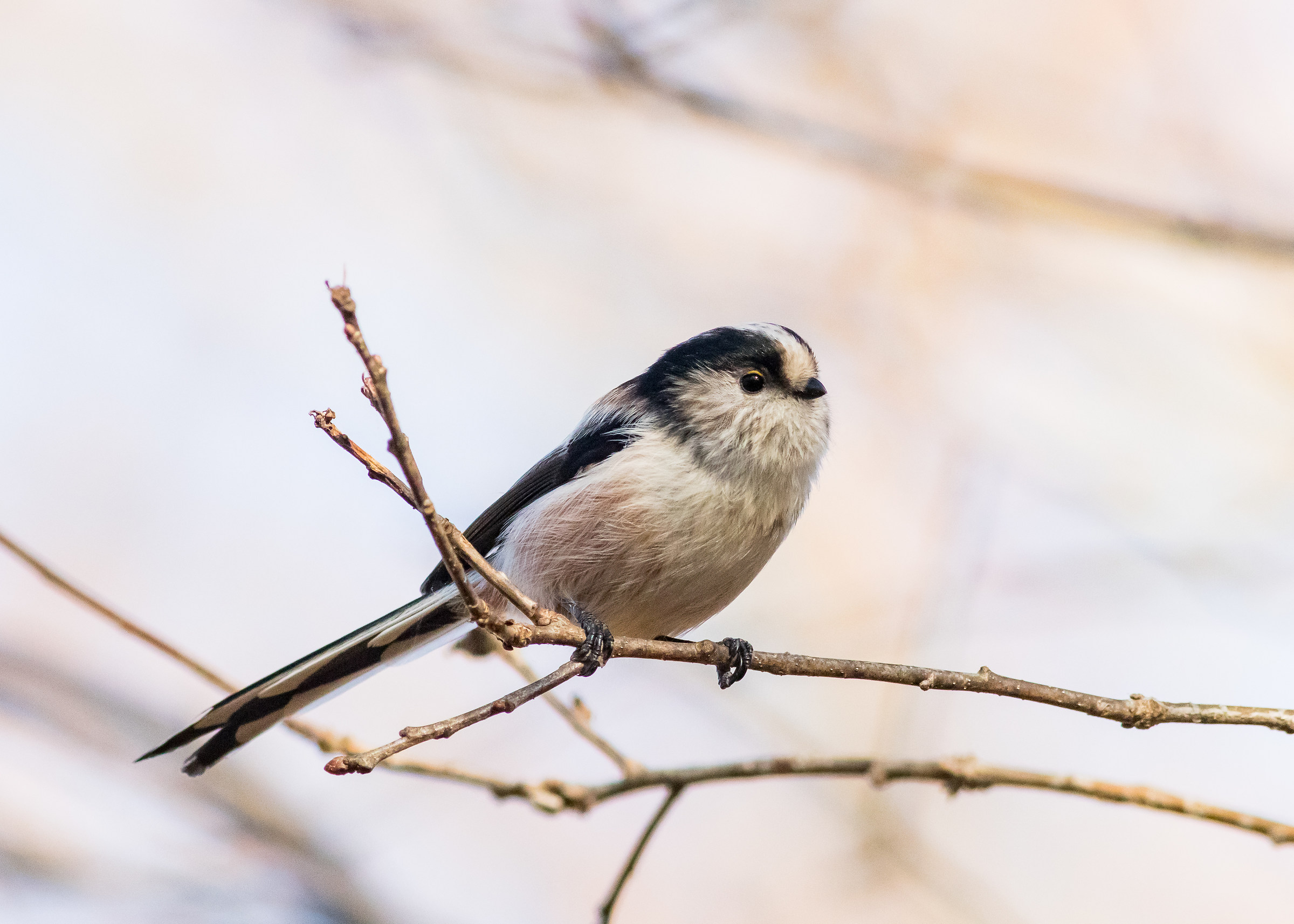 Long-tailed Tit