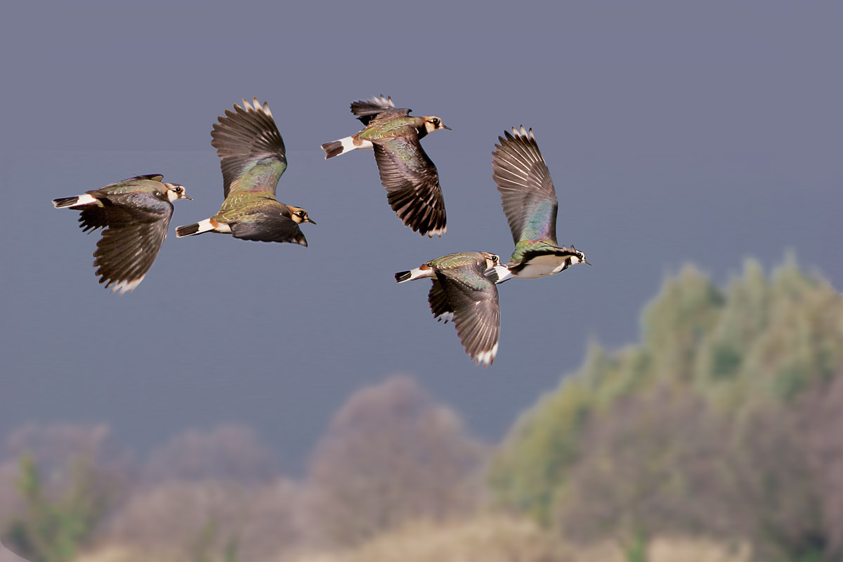 Lapwing