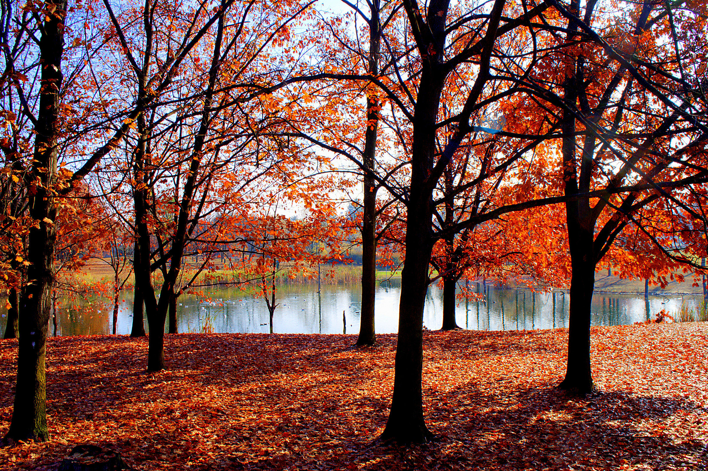 prima che cadono le foglie 4