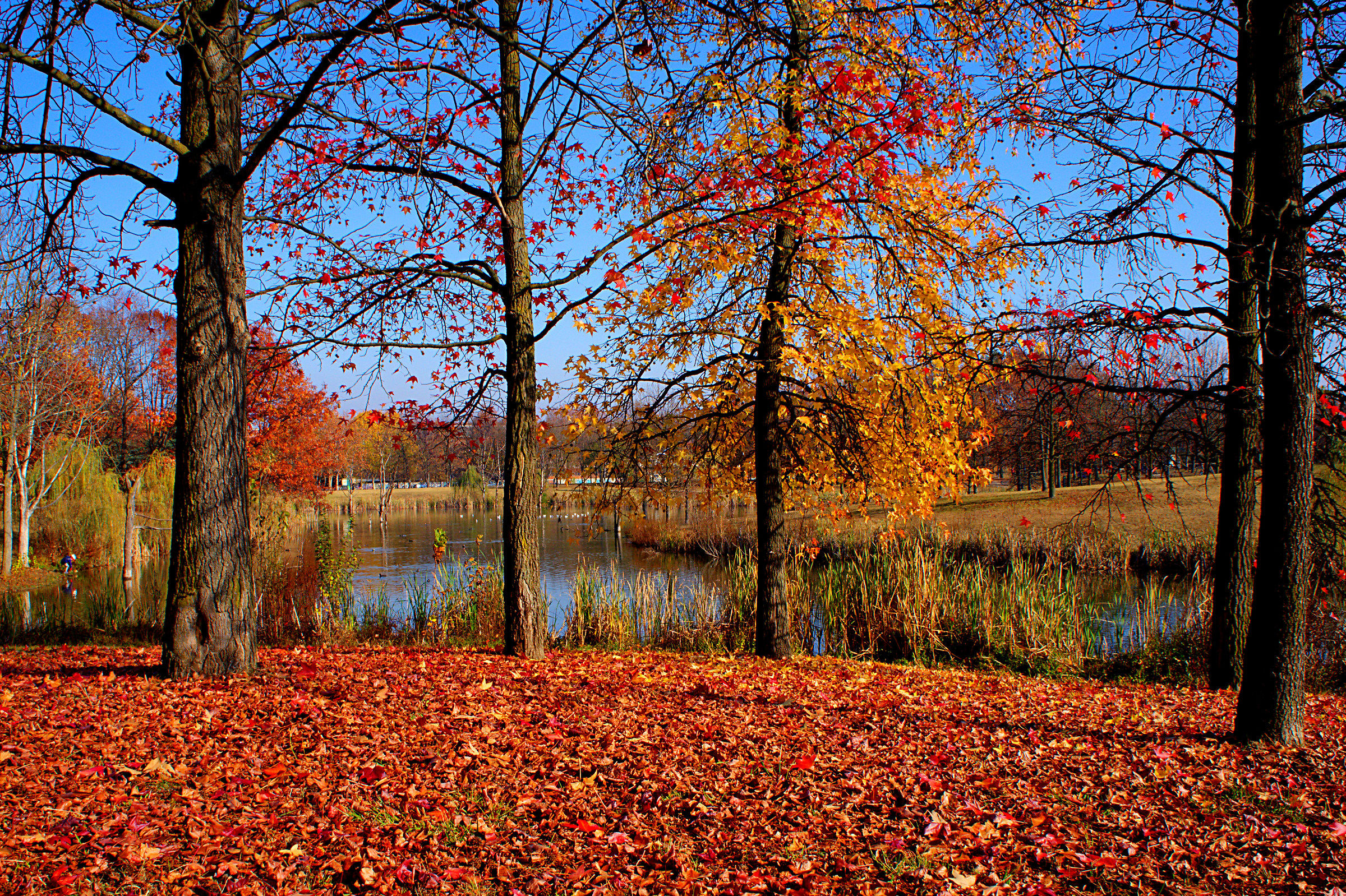 prima che cadono le foglie 3