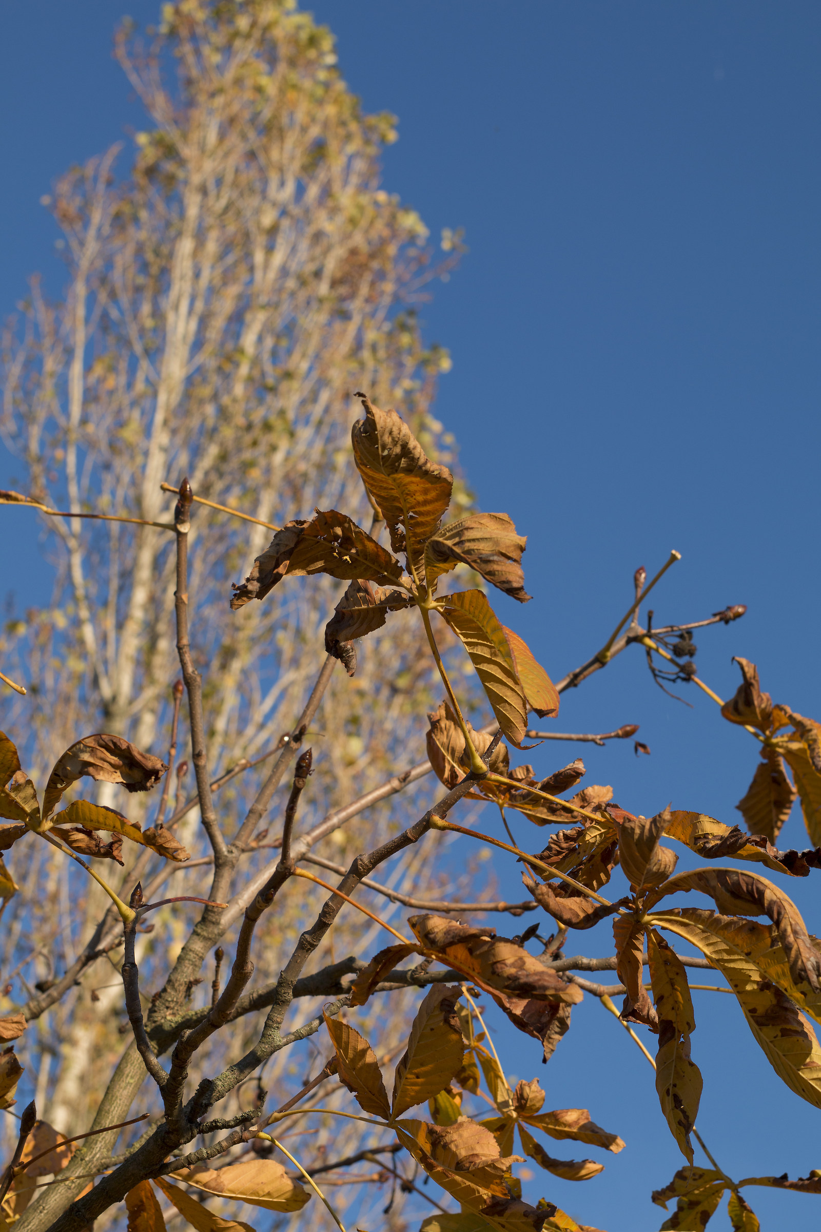 leaves and autumn