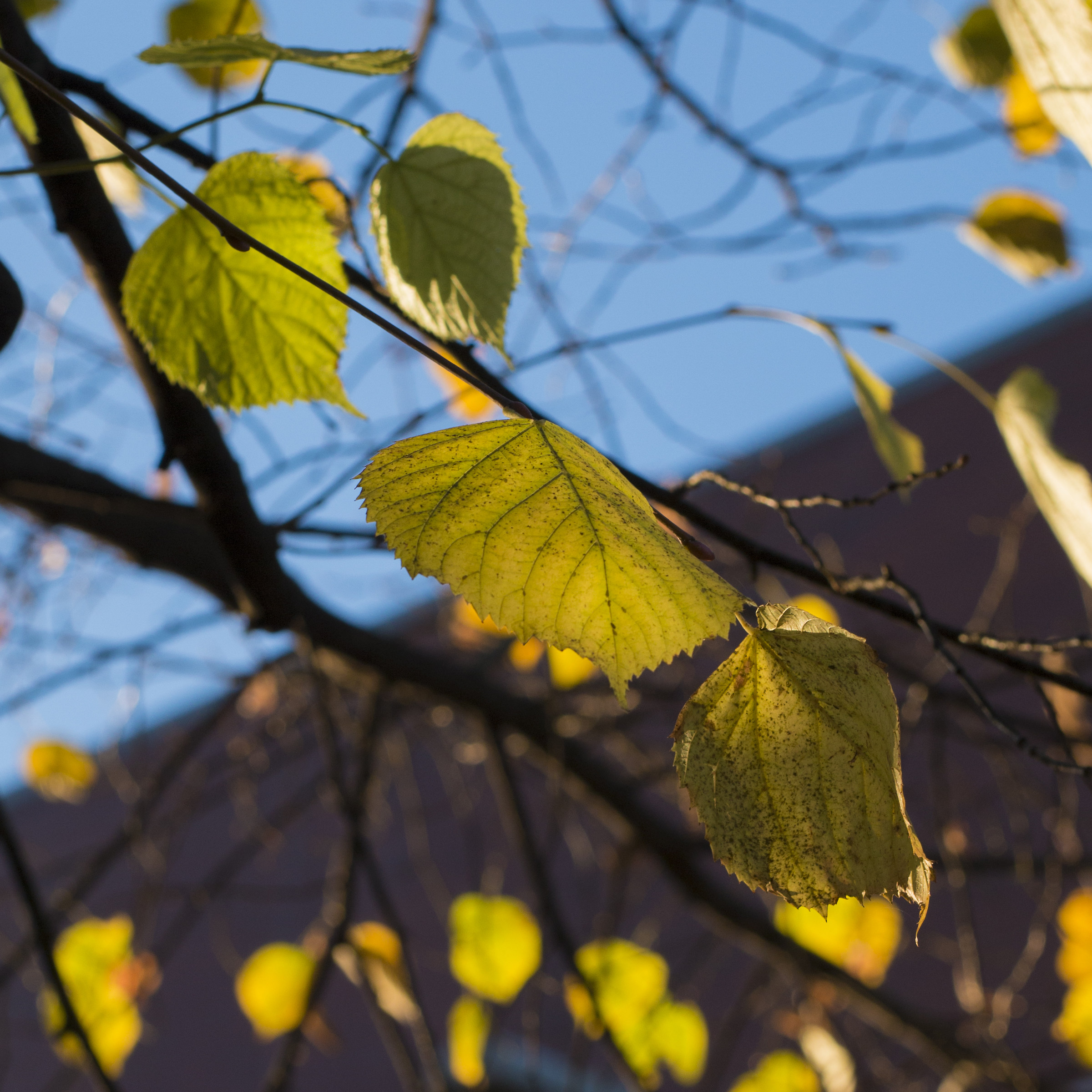 leaves ... and enough