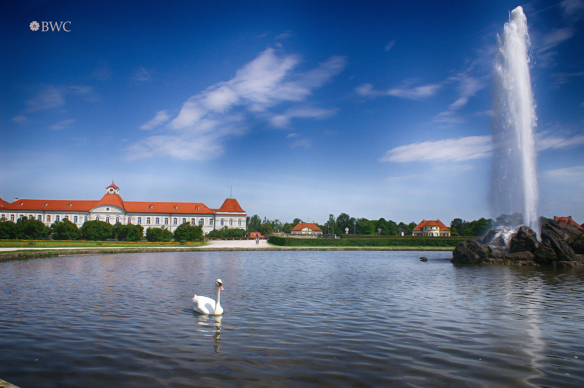 Cigno che nuota nel piccolo lago