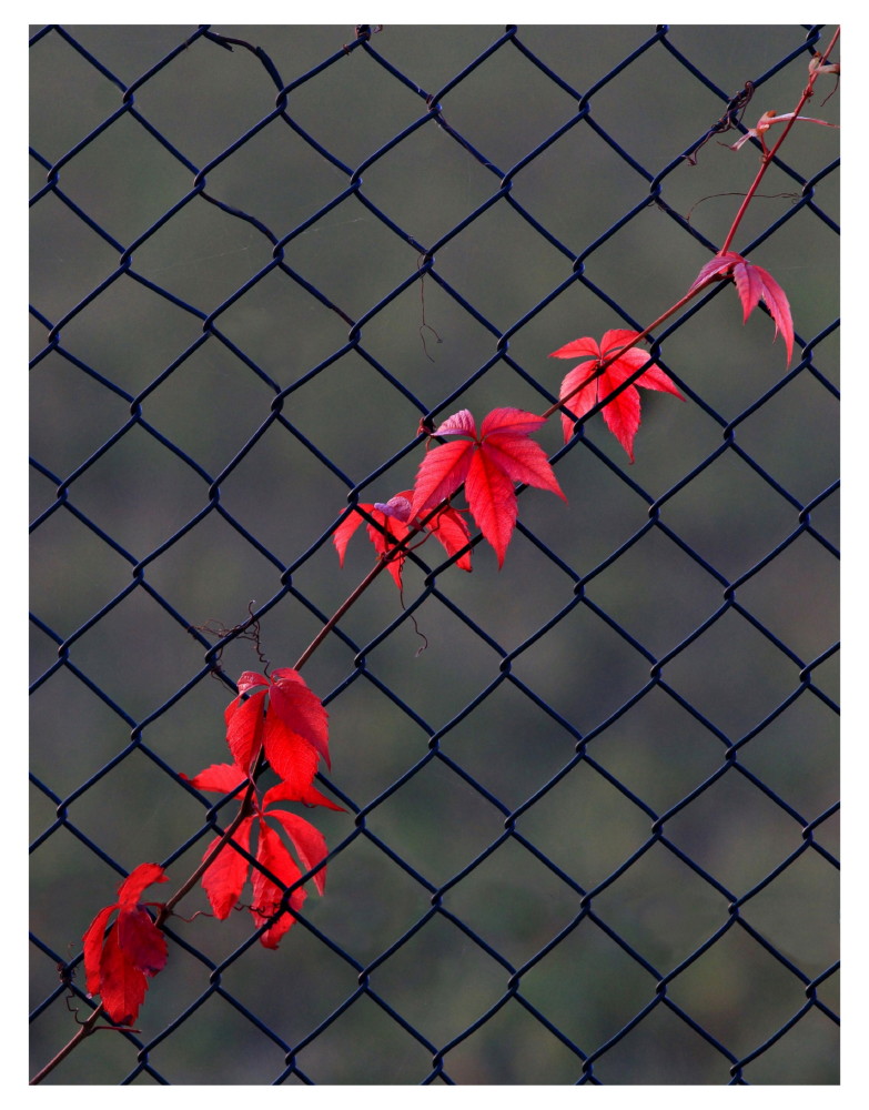 Particolare d'autunno