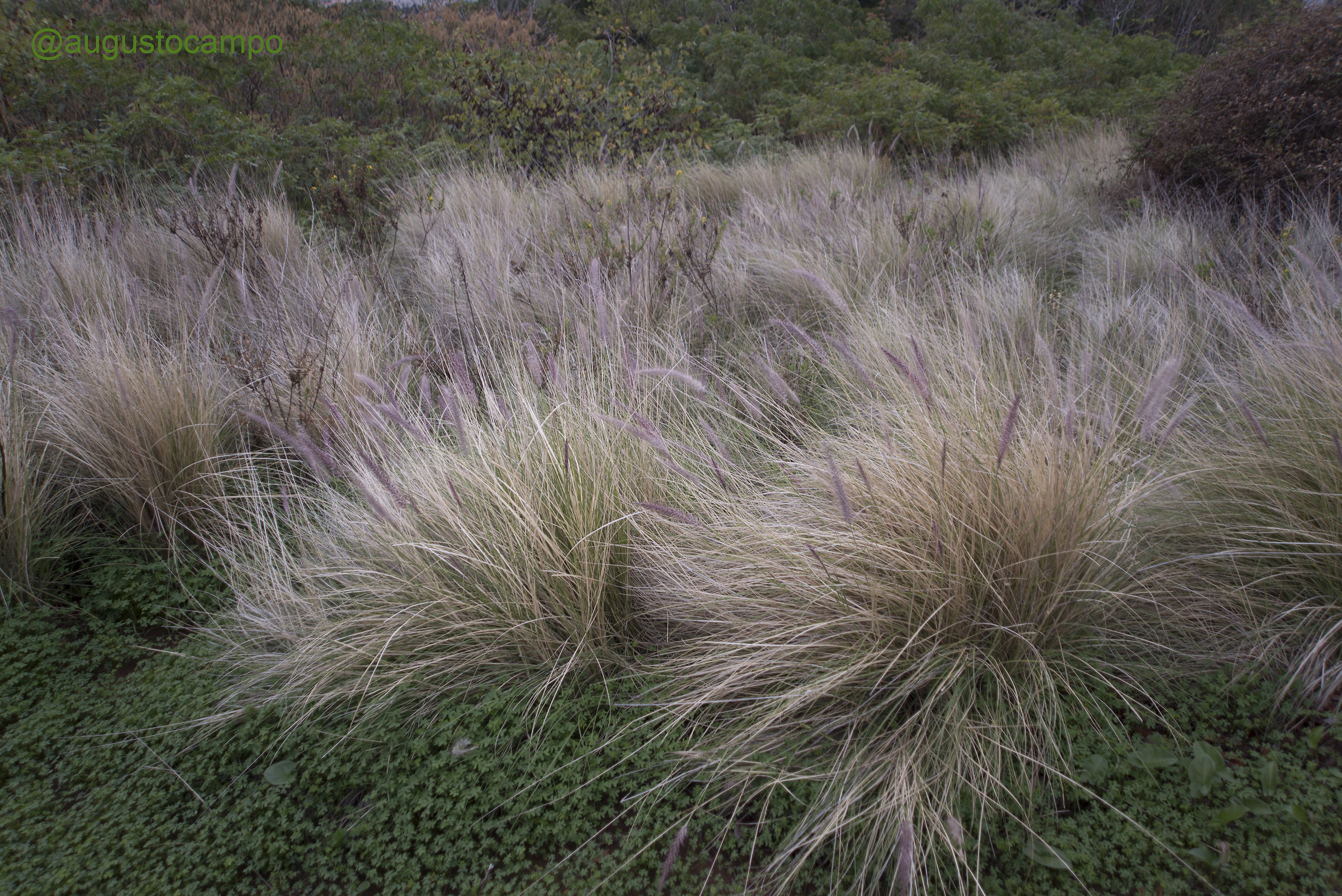 Pennisetum
