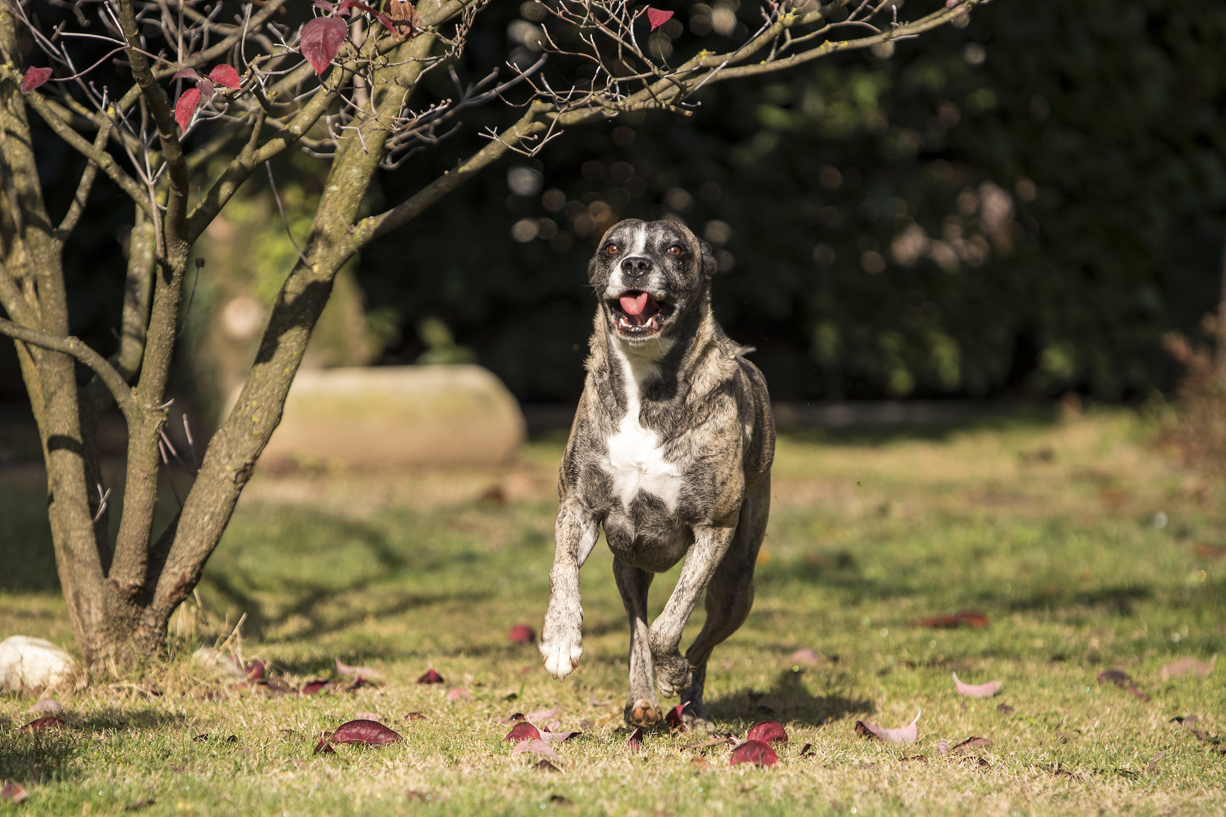 e' o non è il cane più felice della Terra?...