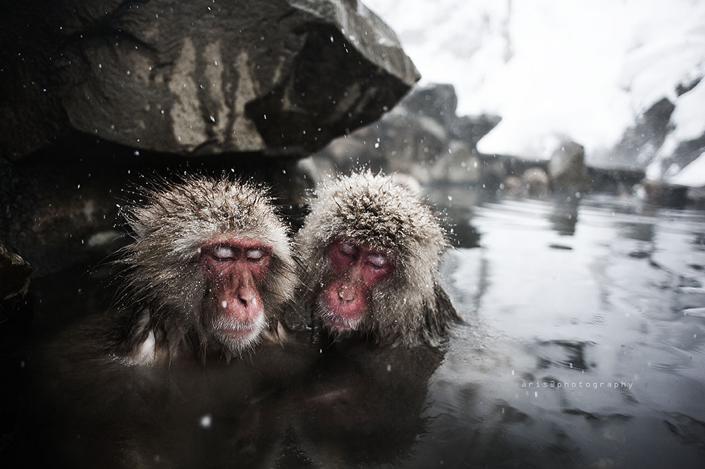 Snowmonkeys