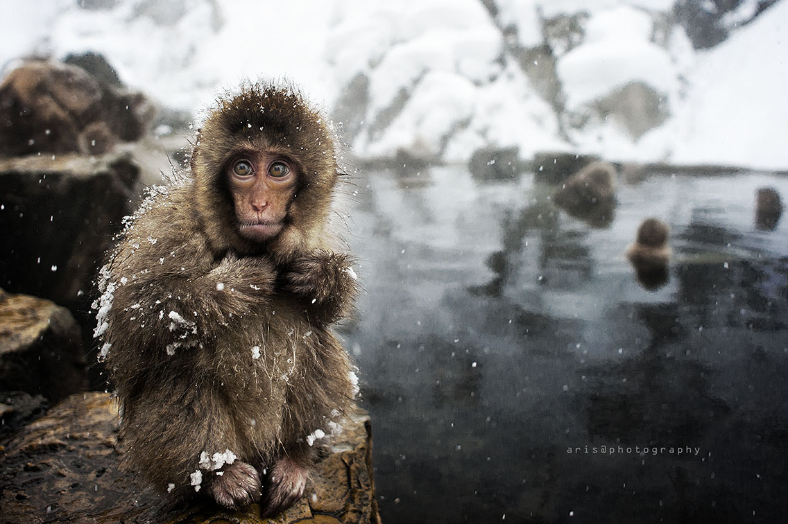 Snowmonkeys