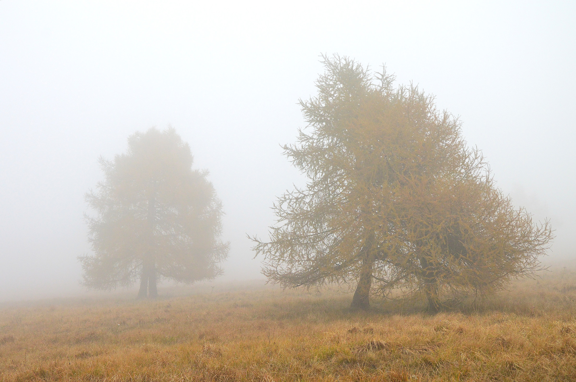 Larch in the fog