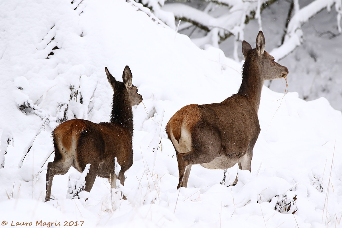 Under the snow ... hunger