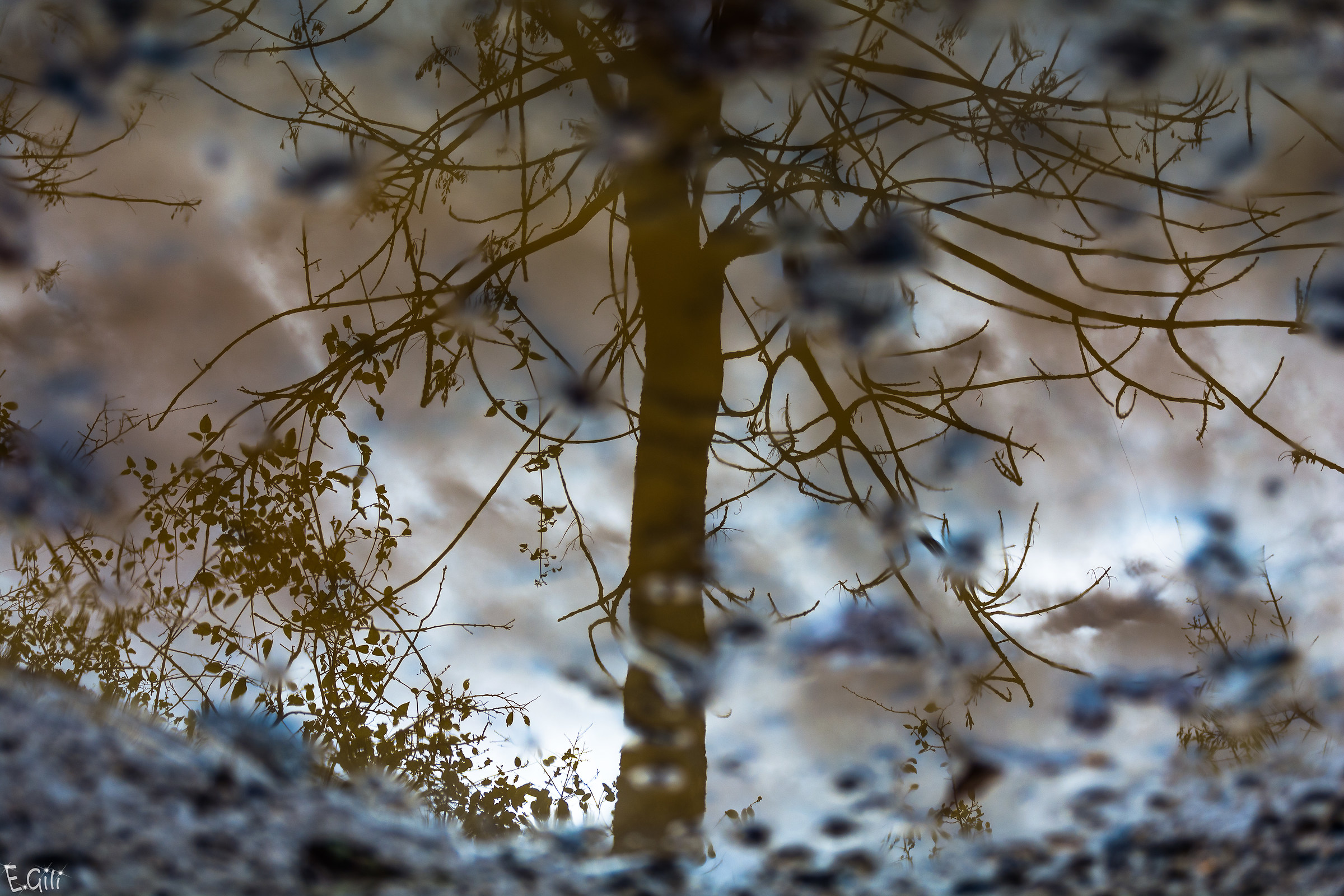 Un albero nella pozzanghera
