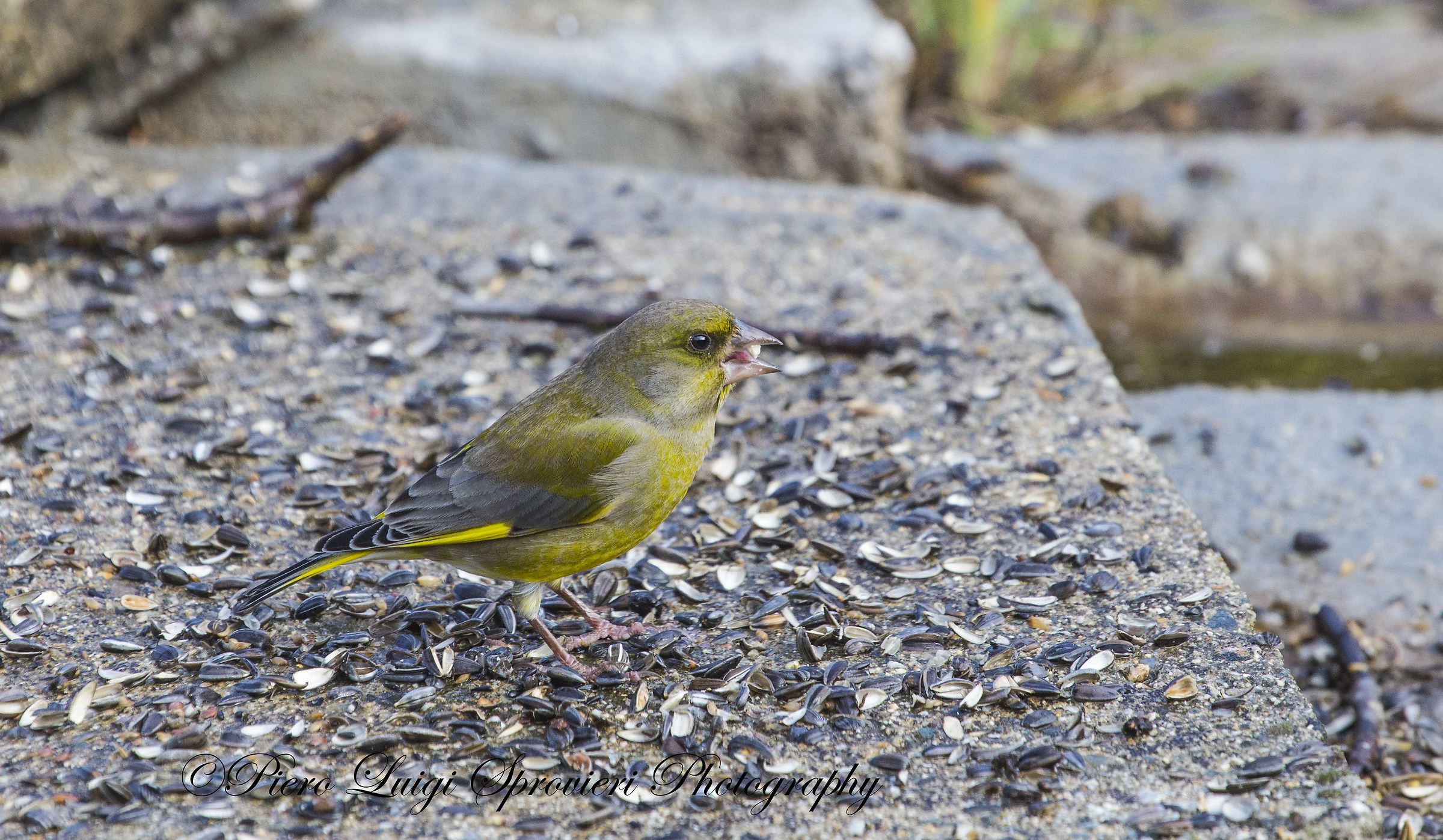 greenfinch