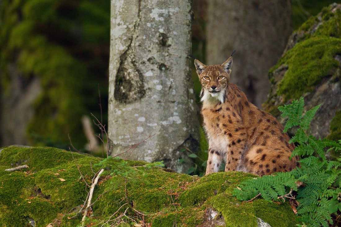 Lynx lynx (captive) in Bayerischer Wald, Tier-freigelande 1 ...