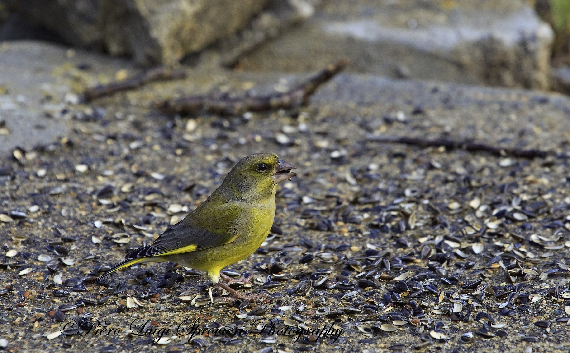 greenfinch