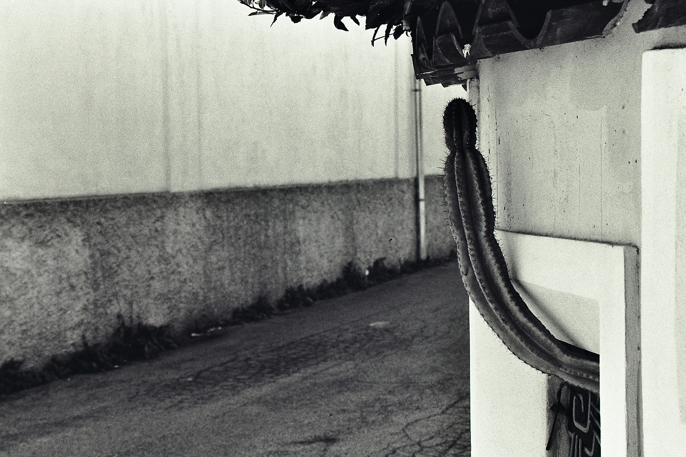 Cactus ... unknowingly symbolic.