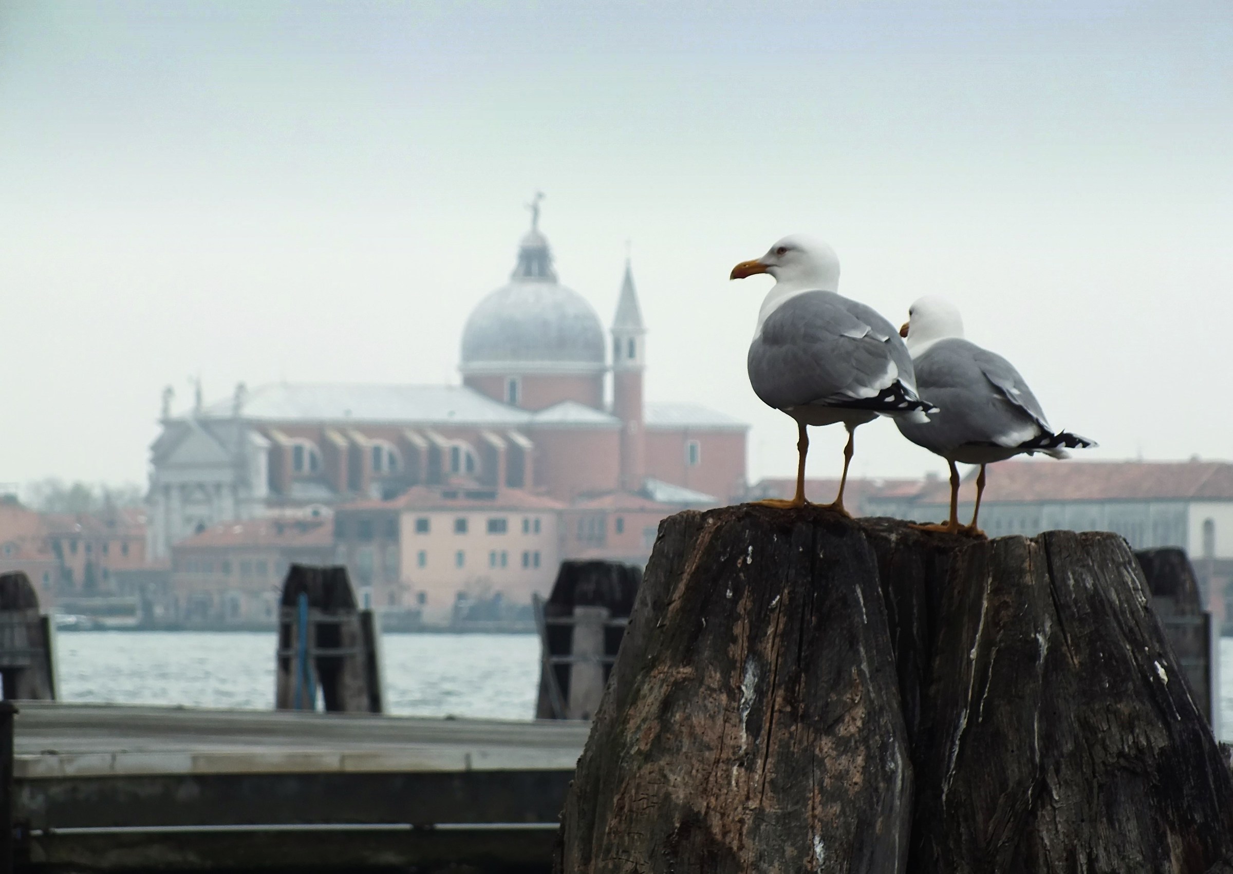 I guardiani della laguna