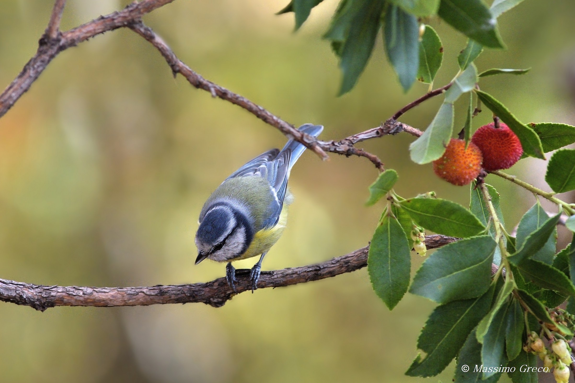 Cinciarella (Cyanistes caeruleus)