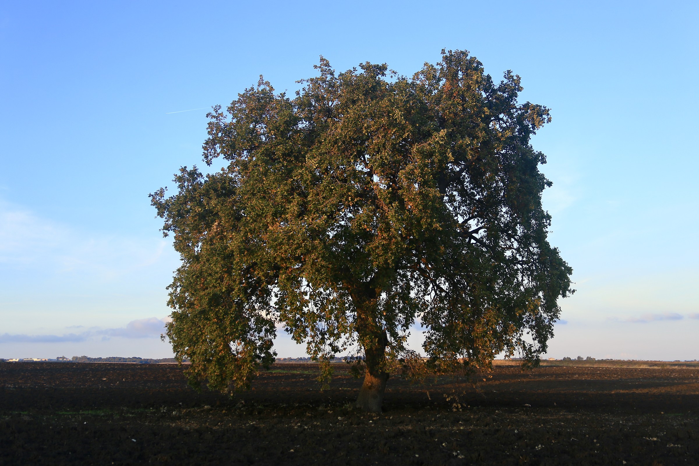 La grande quercia.